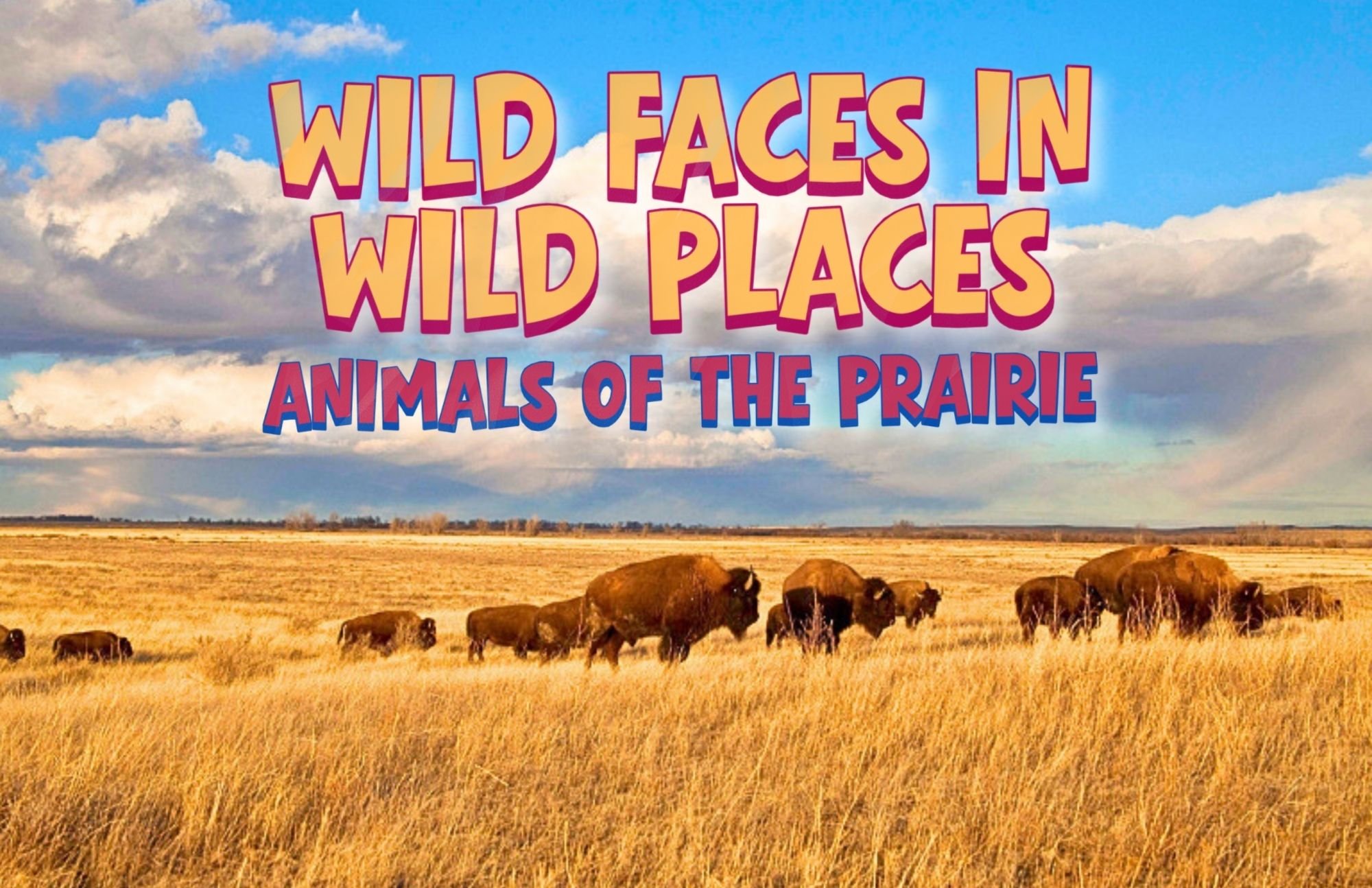 Wild Faces in Wild Places: Animals of the Prairie - Print (fits most signs)