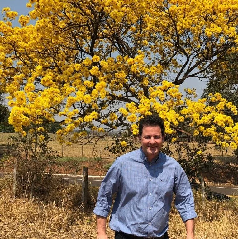 Lei: Nova norma oficializa Ipê como a árvore símbolo do Estado