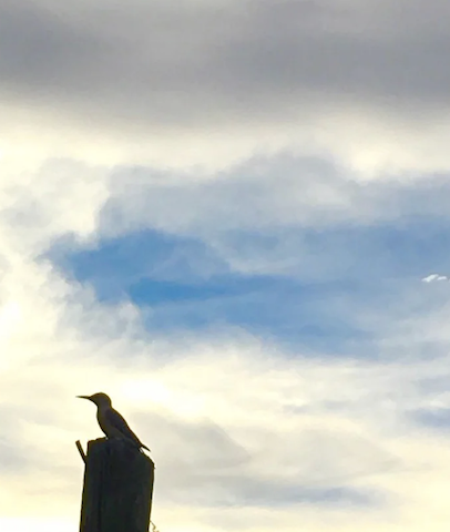 Woodpeckers and Wonder