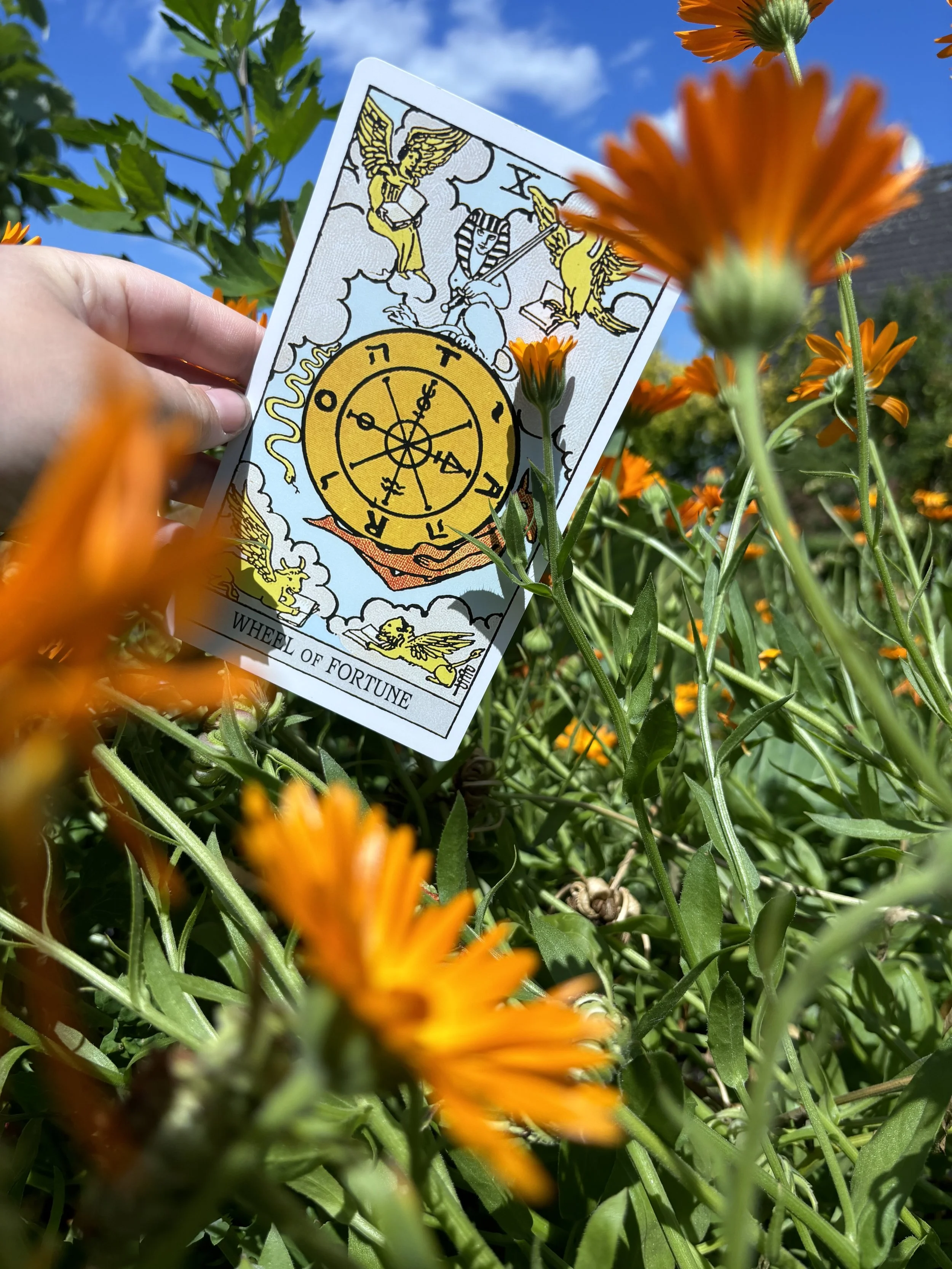 Ringelblume (calendula officinalis) Korbblüttler