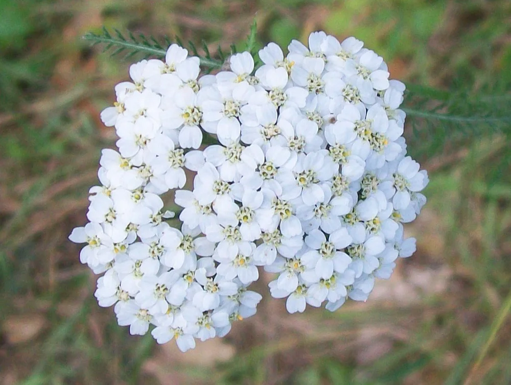 Medicinal Benefits of Yarrow