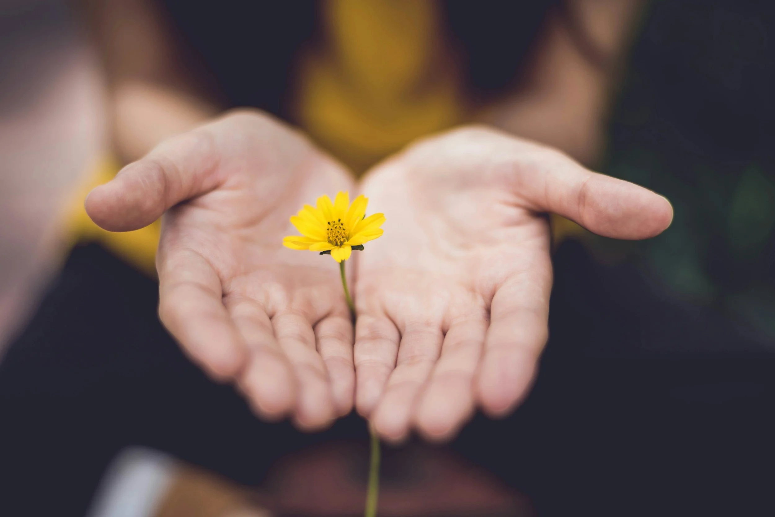 Close-up of two hands cupping a small yellow flower with a dark background.