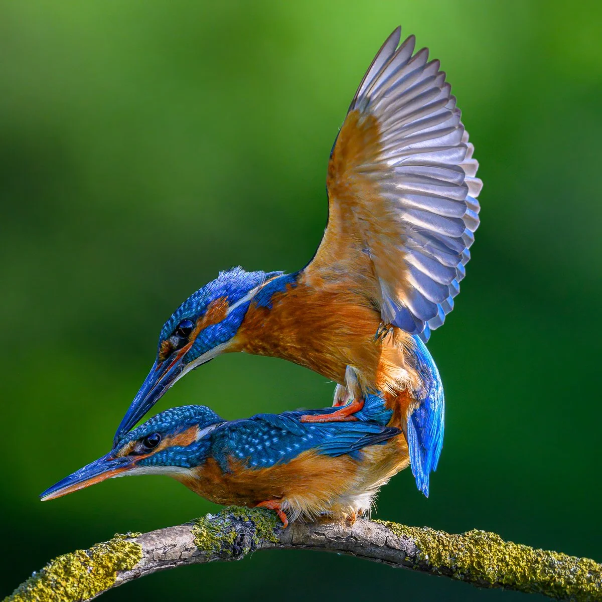 19_Mating Kingfishers_1_Cuss, Rob.jpg