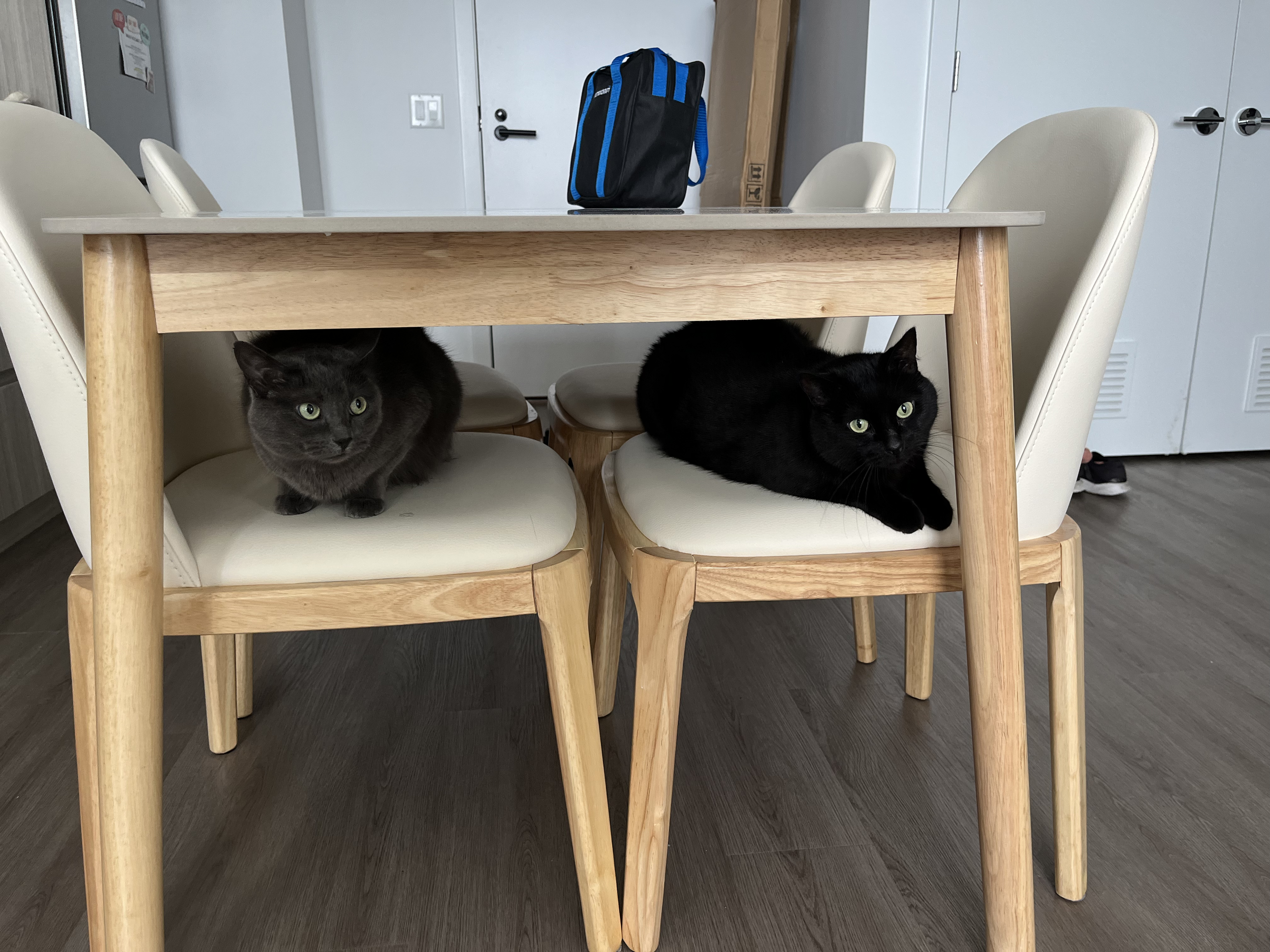 pet friendly leather
