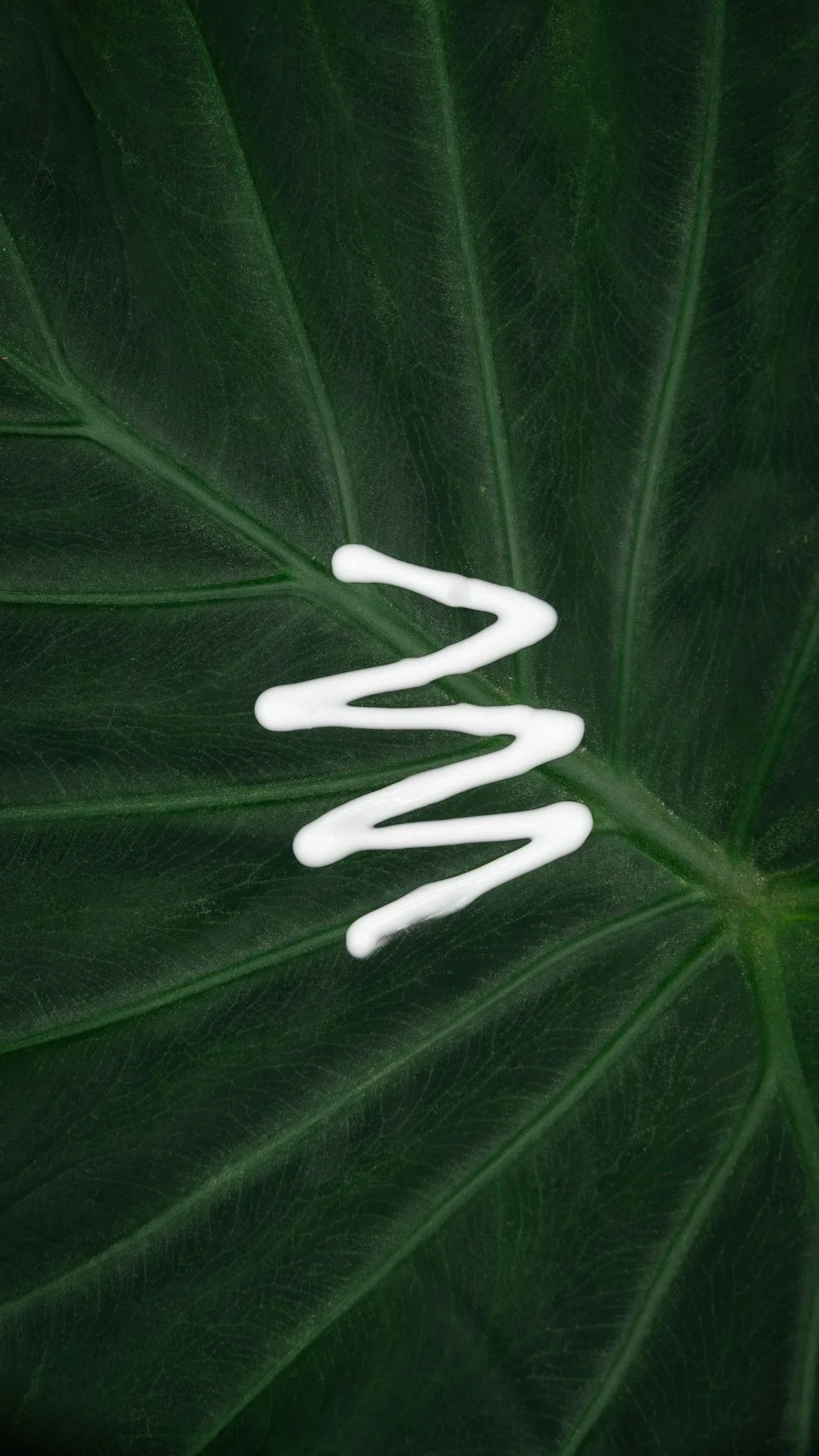 Leaf.jpg