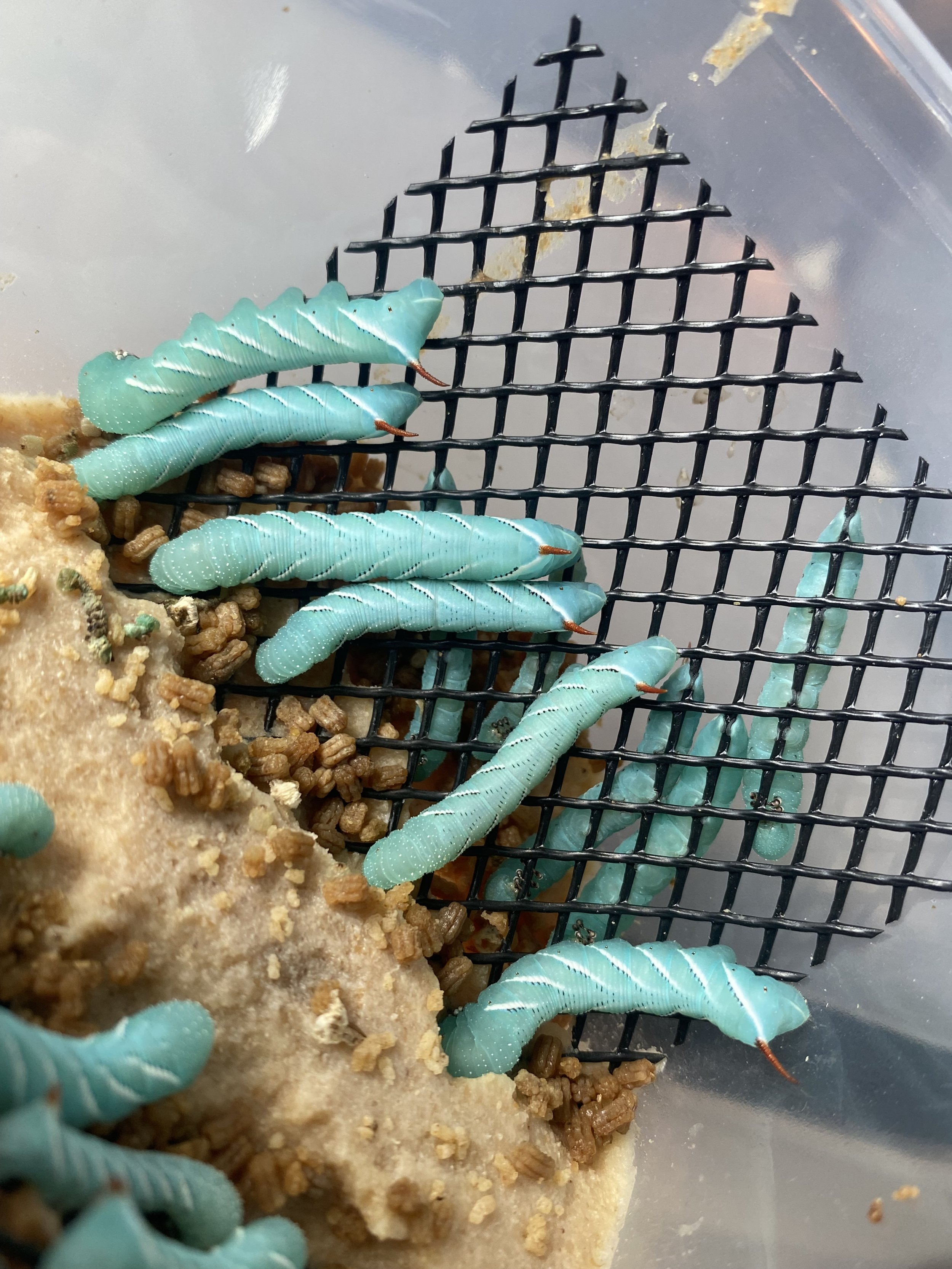 Horn worms