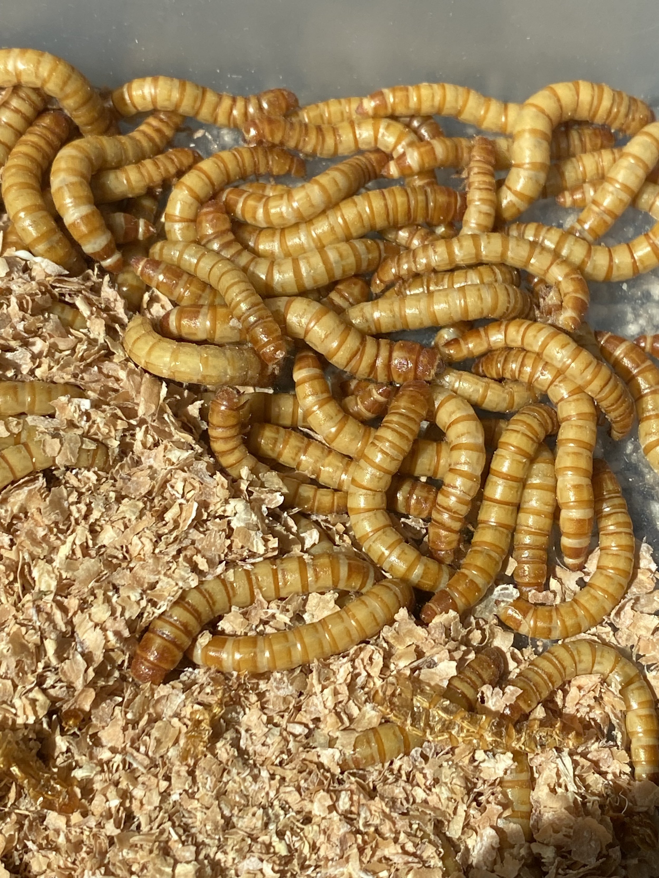 meal worms