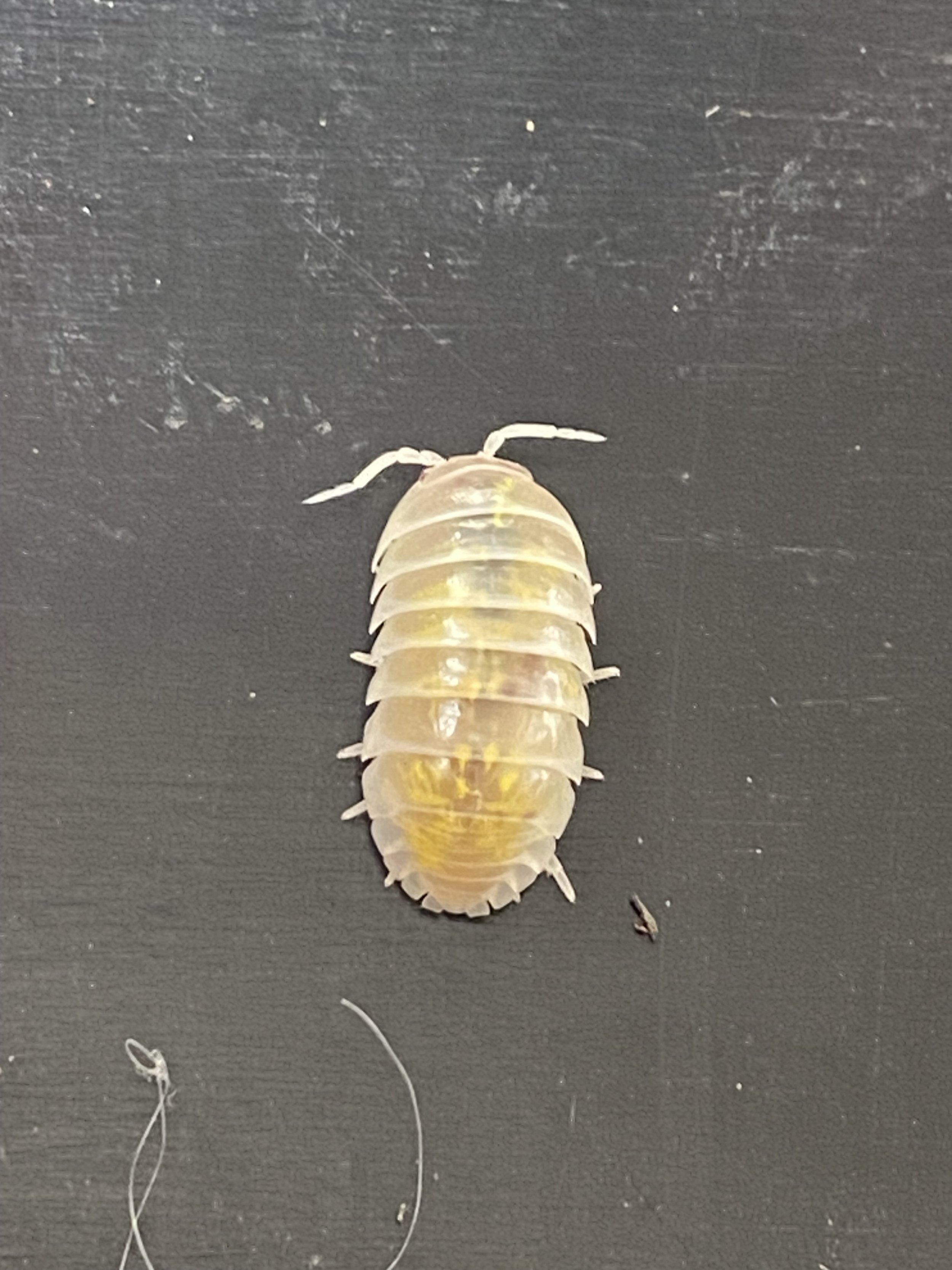 Magic potion Isopods