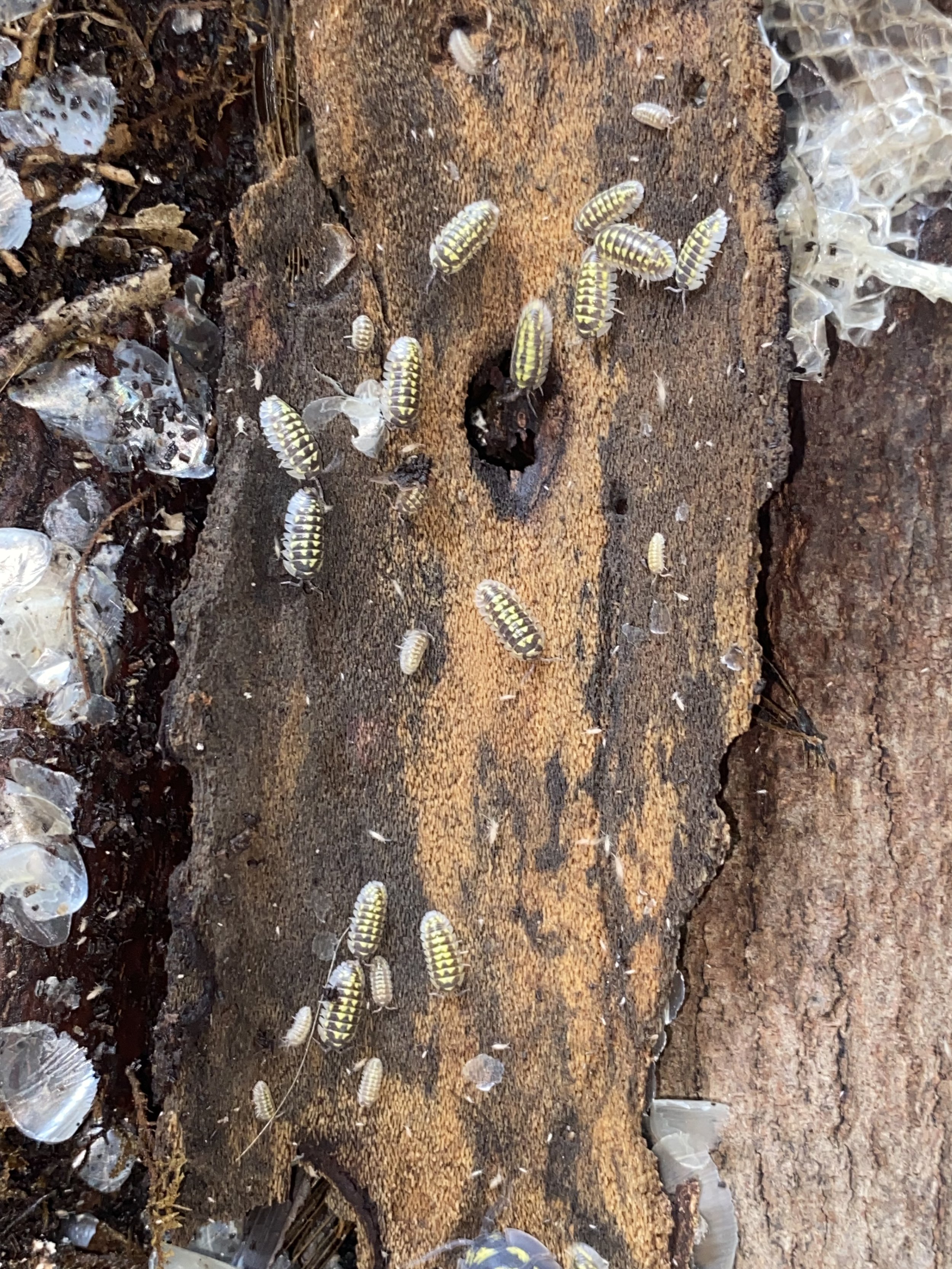 Gestroi (yellow spotted) isopods