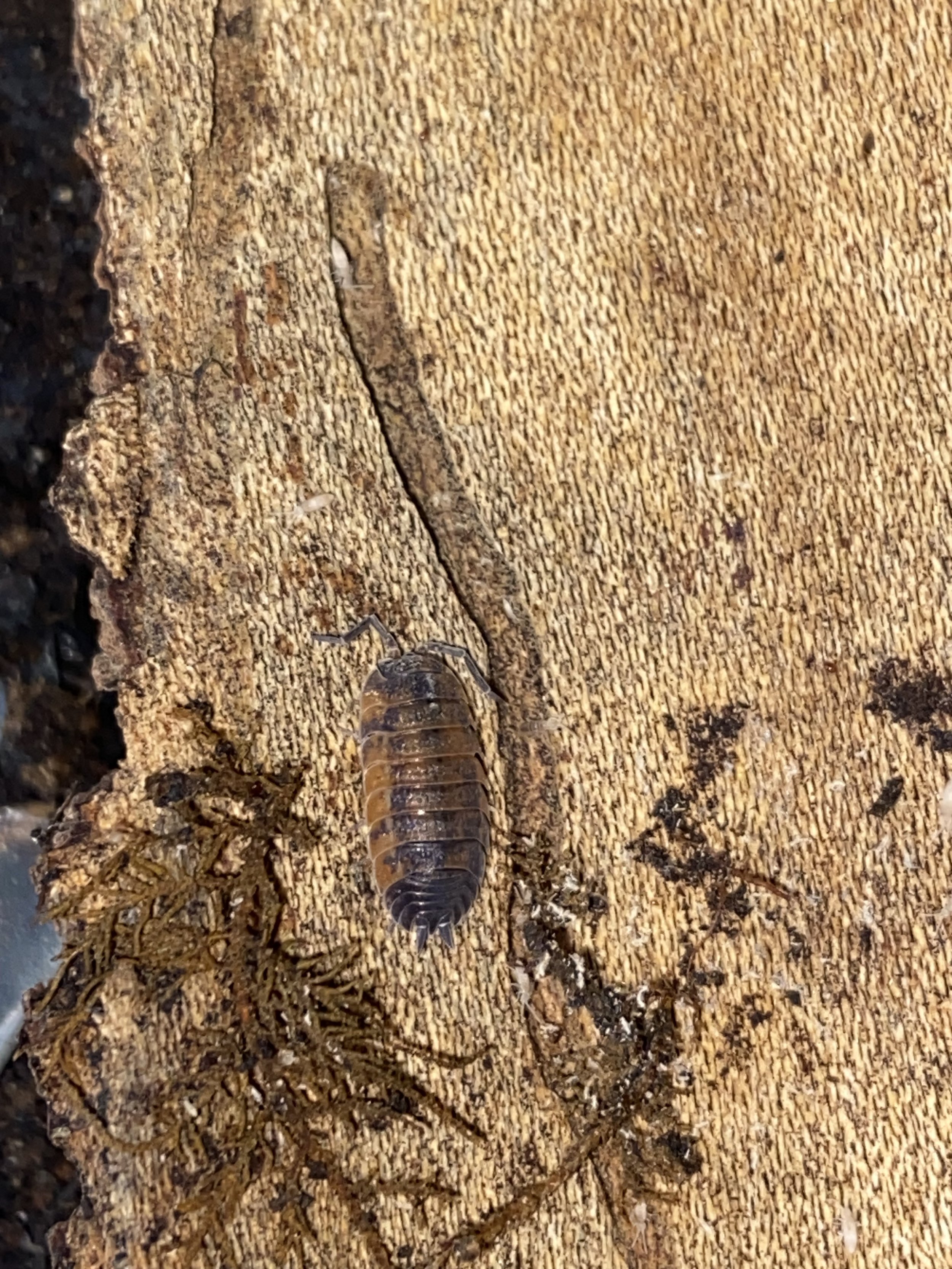 Lava isopods