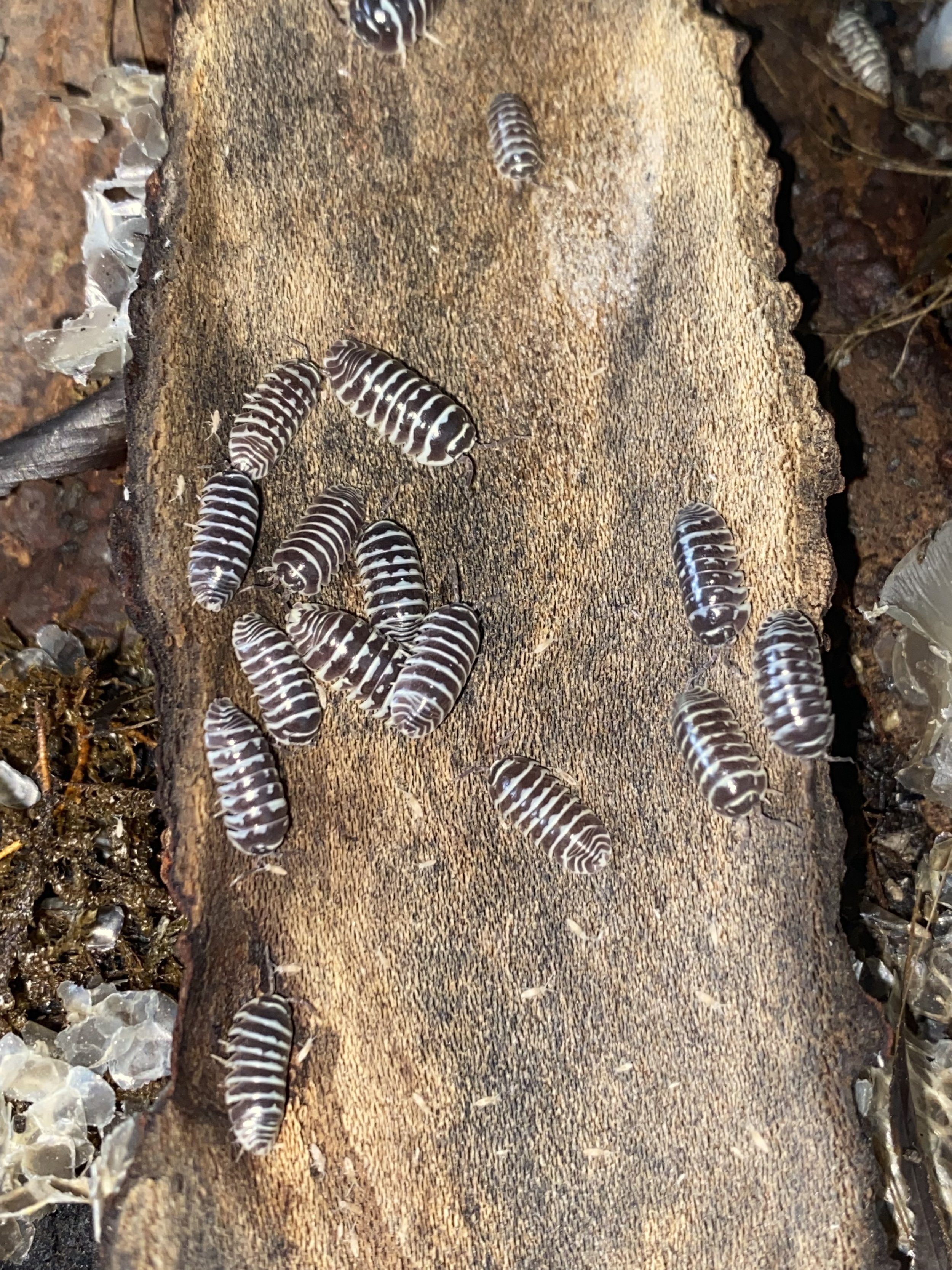 Zebra Isopods