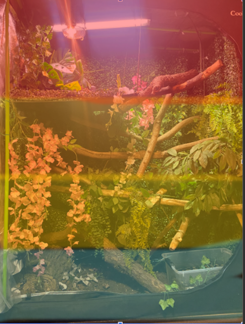 A terrarium with plants, branches, and a small animal on a branch, divided by a transparent glass or plastic barrier with colorful overlay.