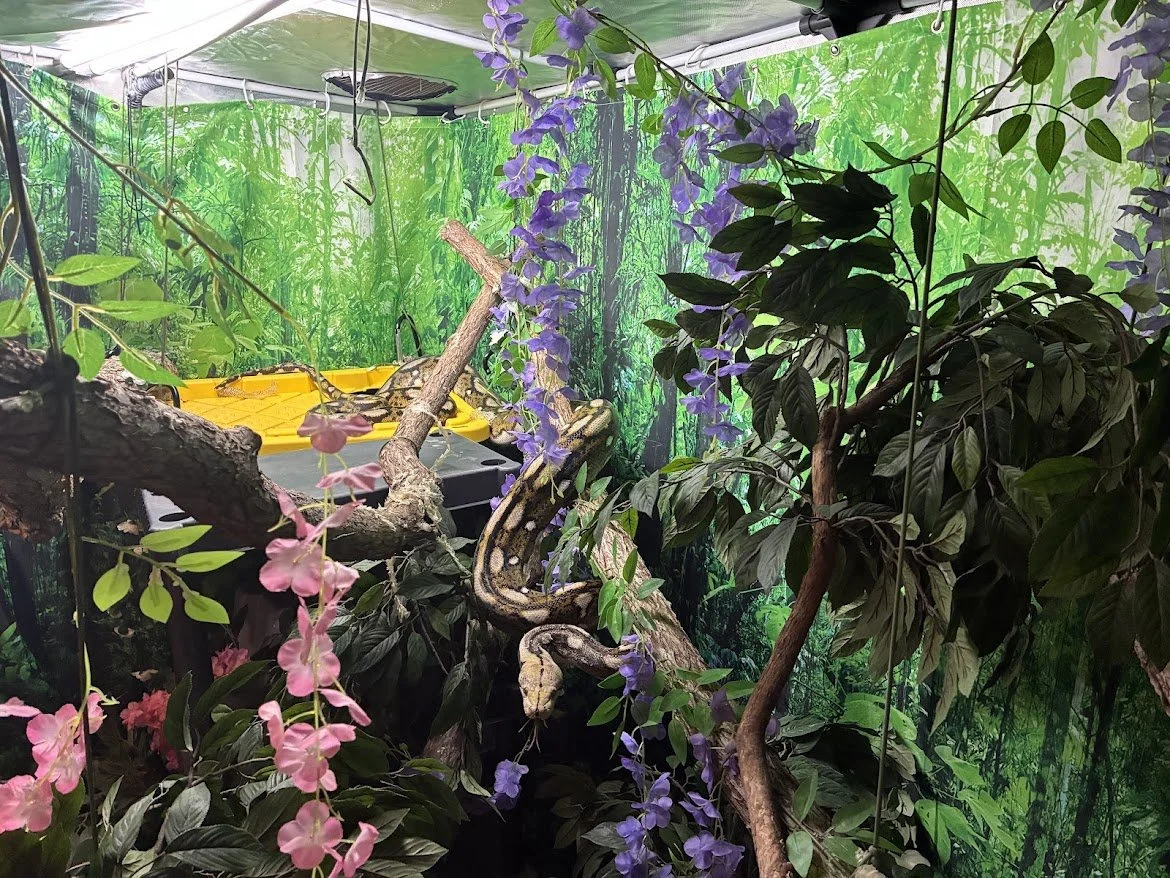 A glass enclosure with lush green jungle wallpaper, containing pink and purple flowering plants, thick branches, and a snake coiled around a branch.