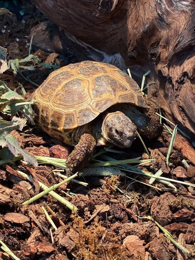 A small turtle on the ground among dirt and dried leaves with a piece of wood above.