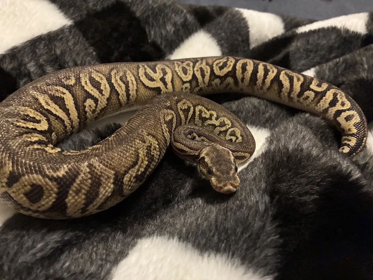 A ball python snake resting on a black and white furry blanket.