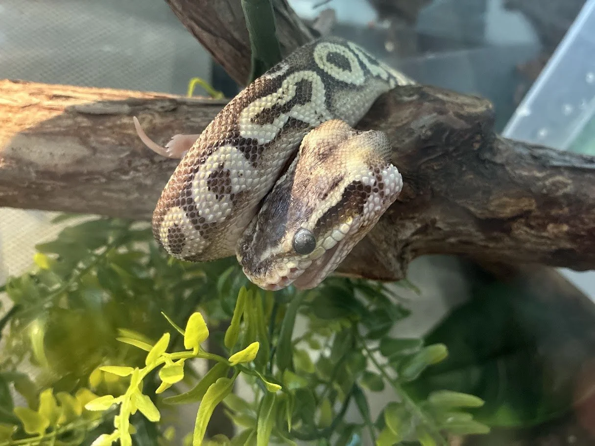 A ball python snake with brown and beige patterned scales resting on a tree branch, surrounded by green foliage and yellow flowers.