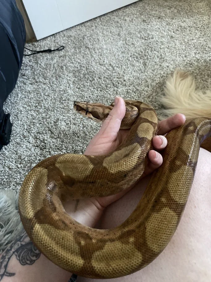 A person holding a brown and tan patterned snake indoors on a carpet.