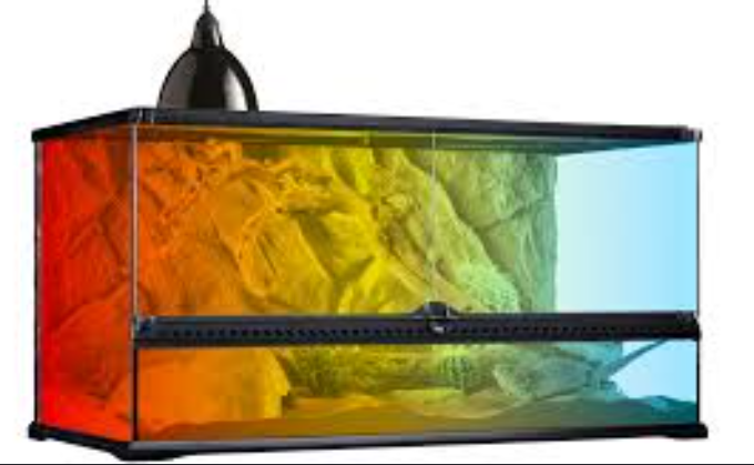 A colorful terrarium with transparent glass panels displaying a desert landscape with rocks and cacti, and a black dome-shaped lid.