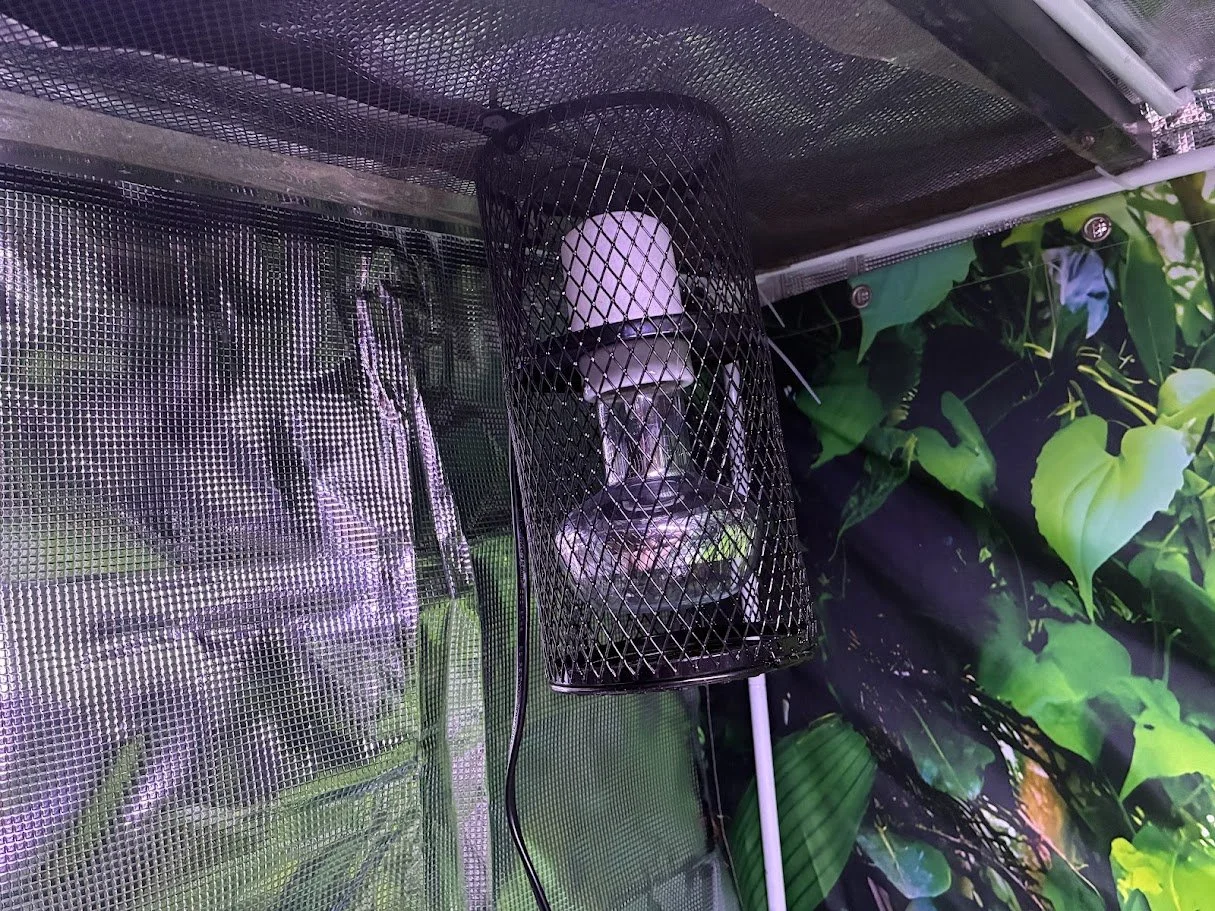 A heat lamp with a protective metal mesh cover hanging from the ceiling of a space decorated with green leafy patterns.