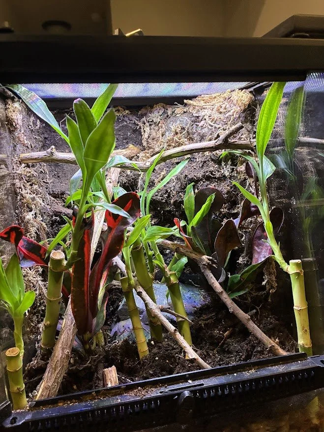 A terrarium with green and red leafy plants growing in soil, bamboo sticks supporting the plants, and a glass enclosure.