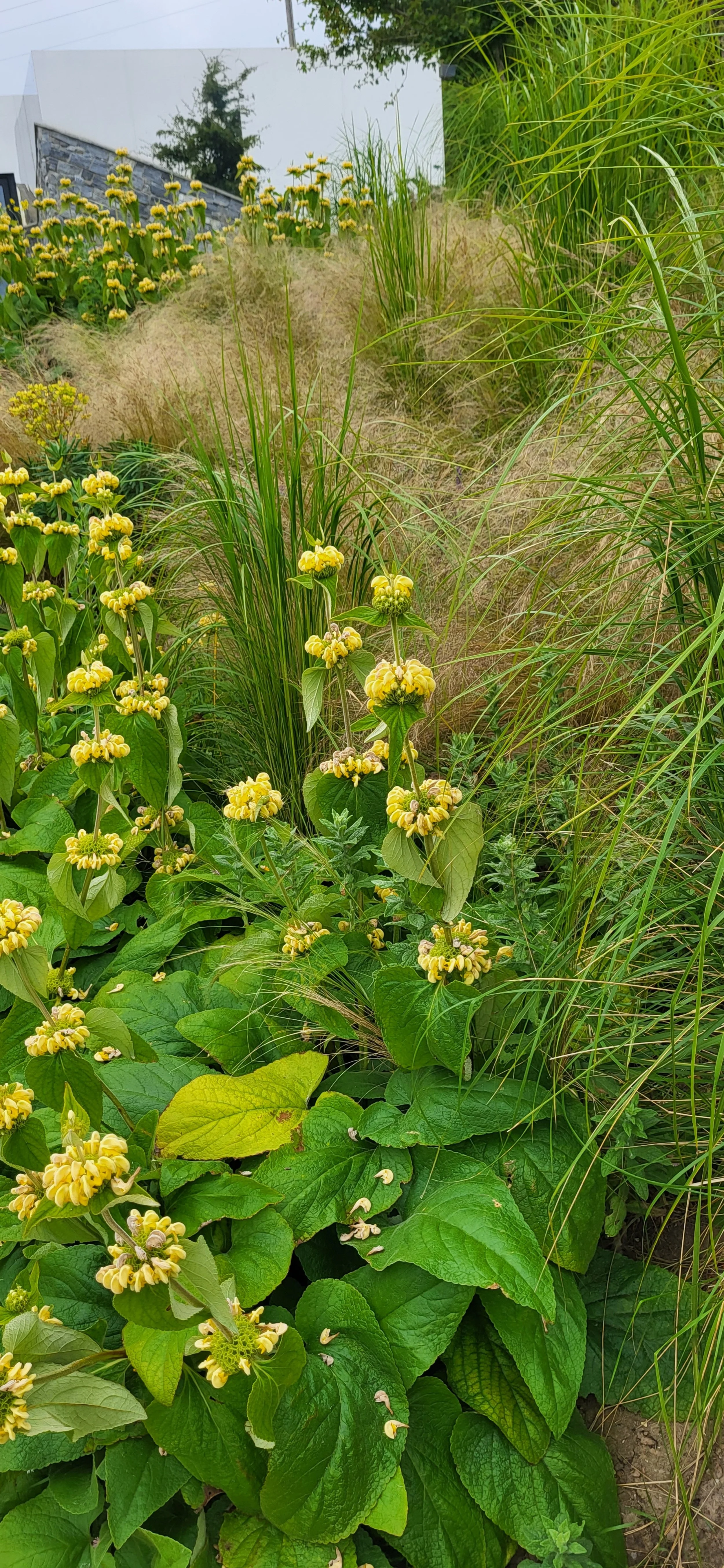 Phlomis.jpg