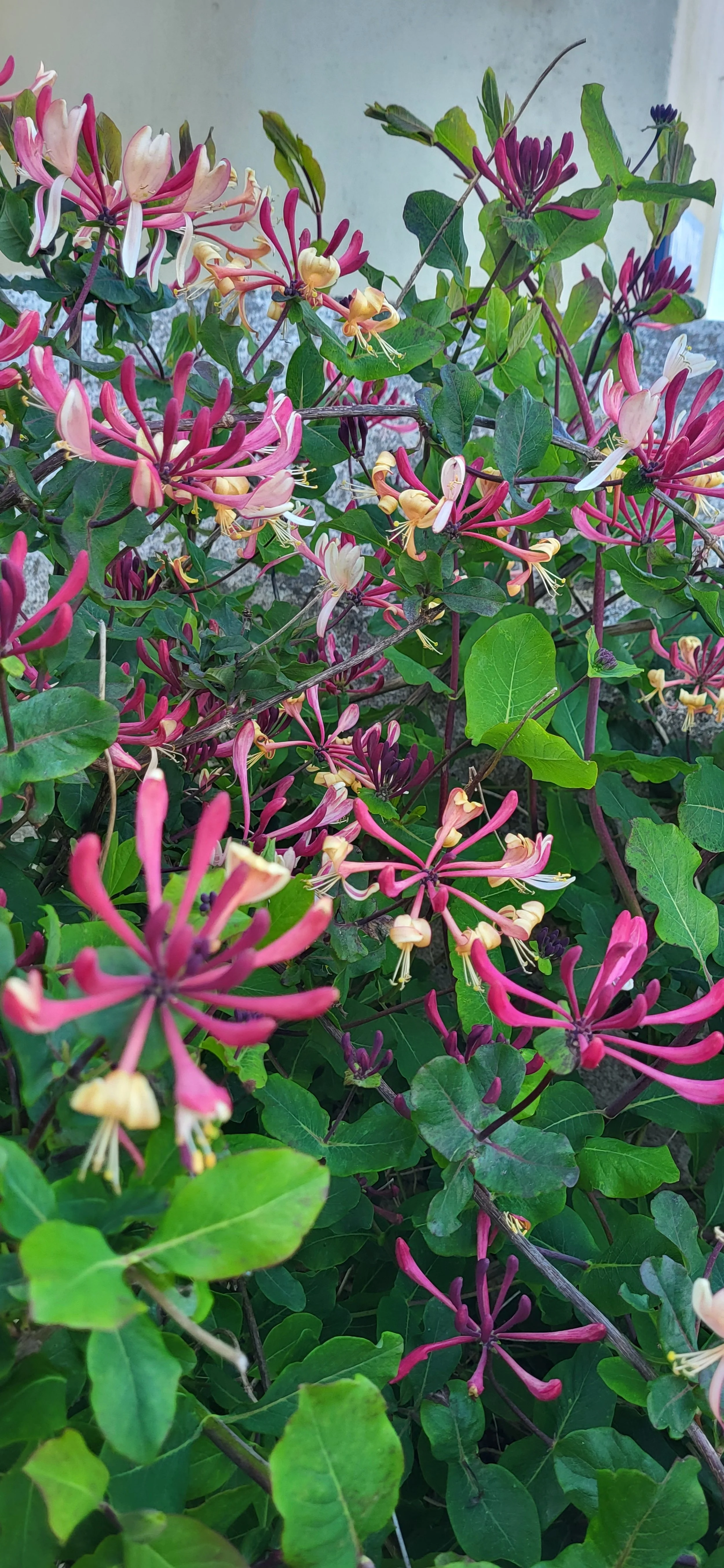 Lonicera.jpg