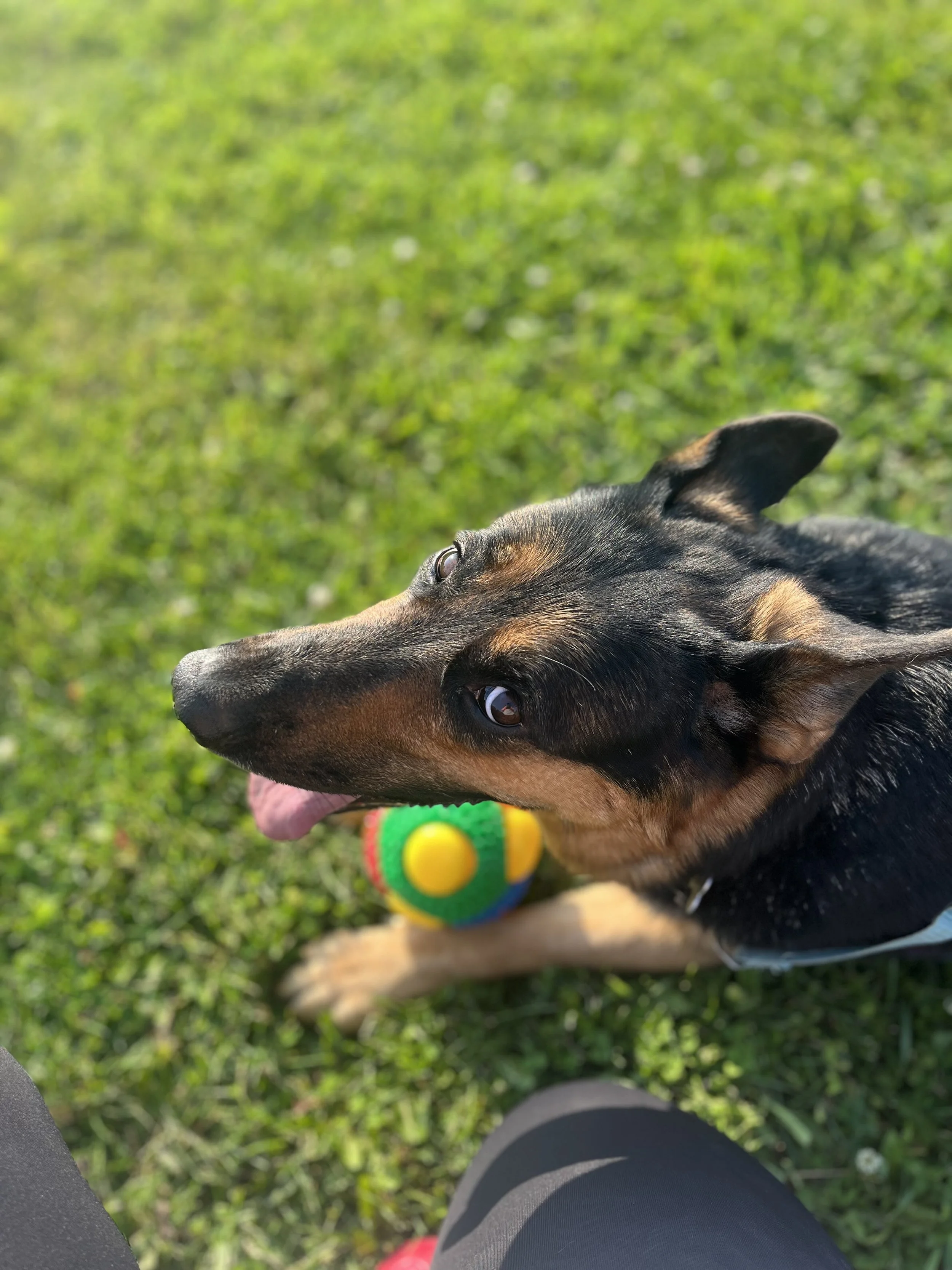 Percy, German Shepard