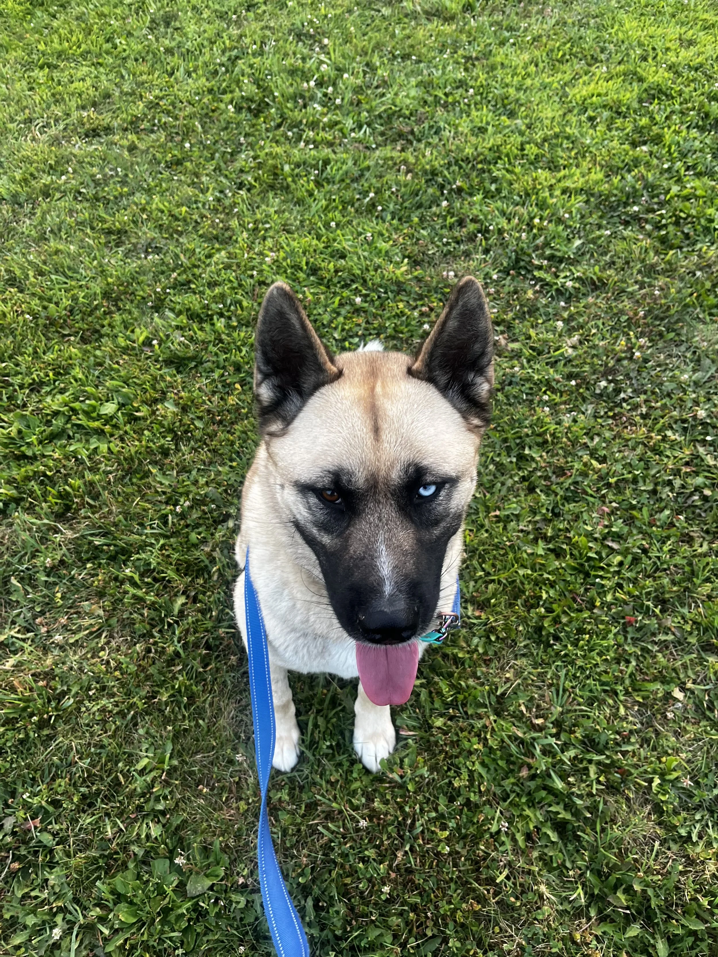 Ramen! a very friendly Akita/Husky Mix