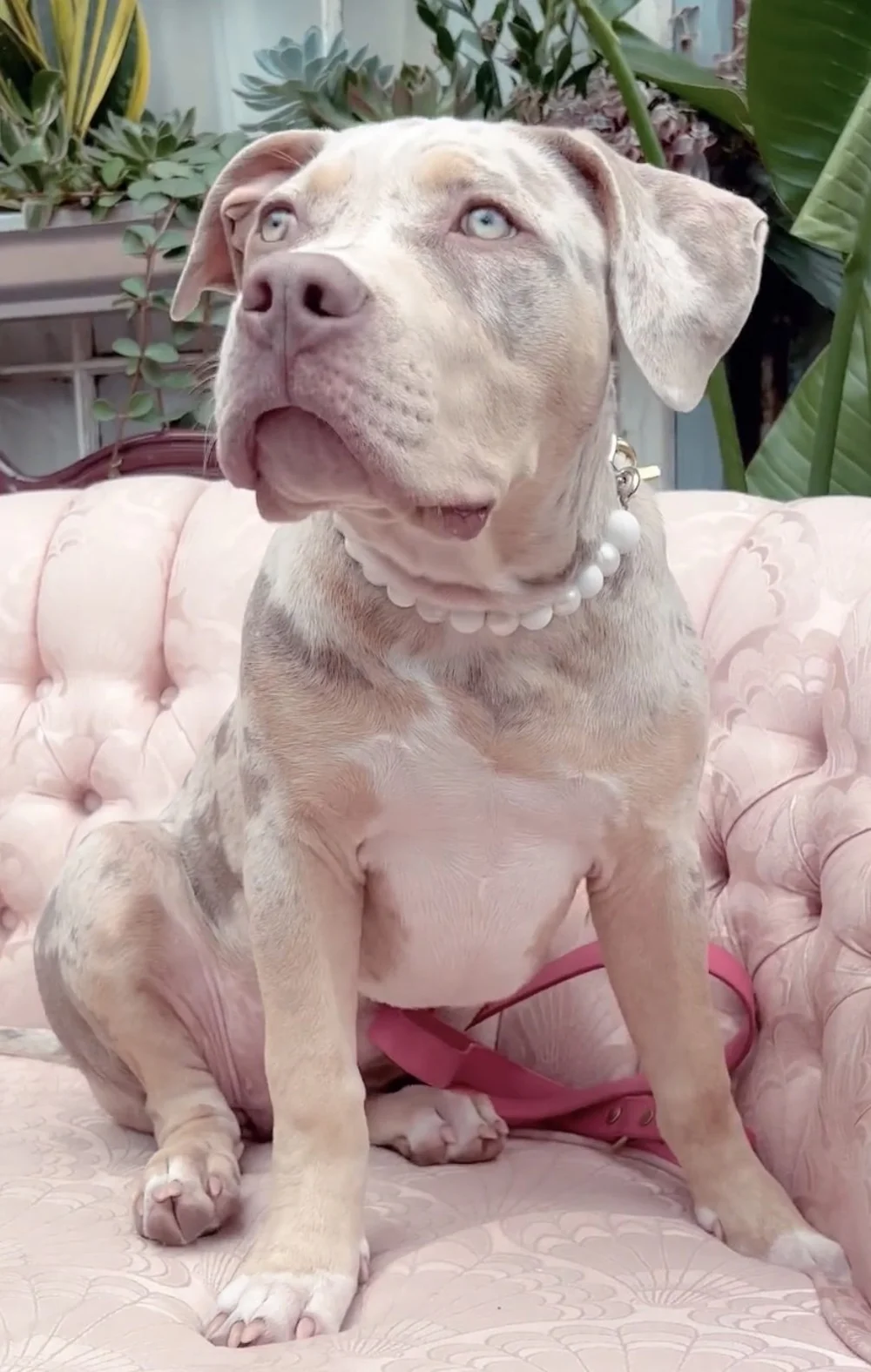 Rare Pitbull Puppies Rare Beautiful Pitbulls Puppies Pitbull Funny