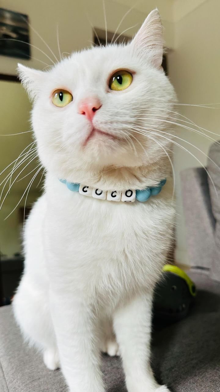 coco cat.jpeg