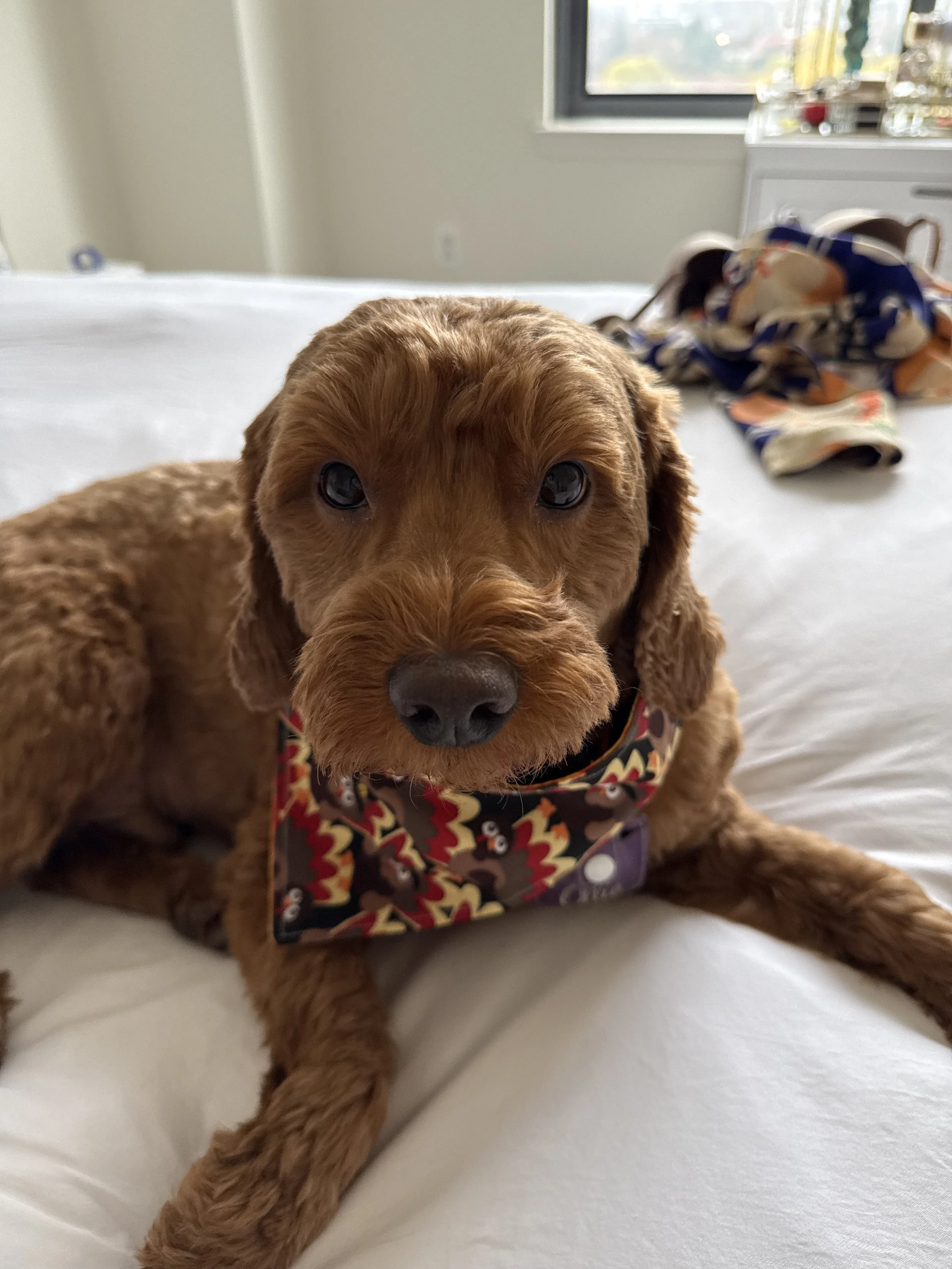 Maximum Recovery After Motor Vehicle Accident Results in the Tragic Death of a Pet