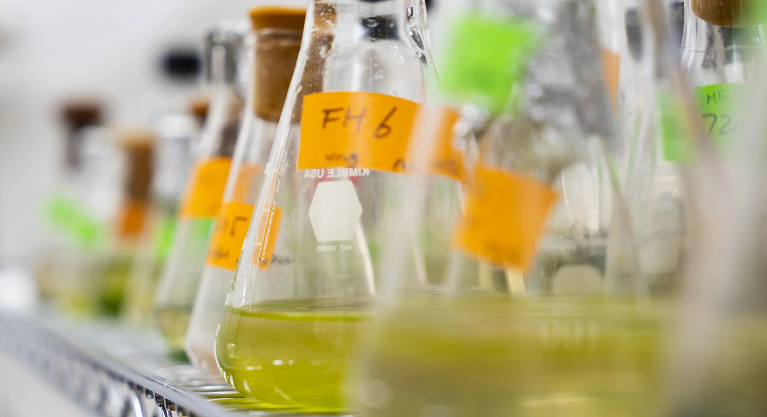 Cyanobacterial cultures