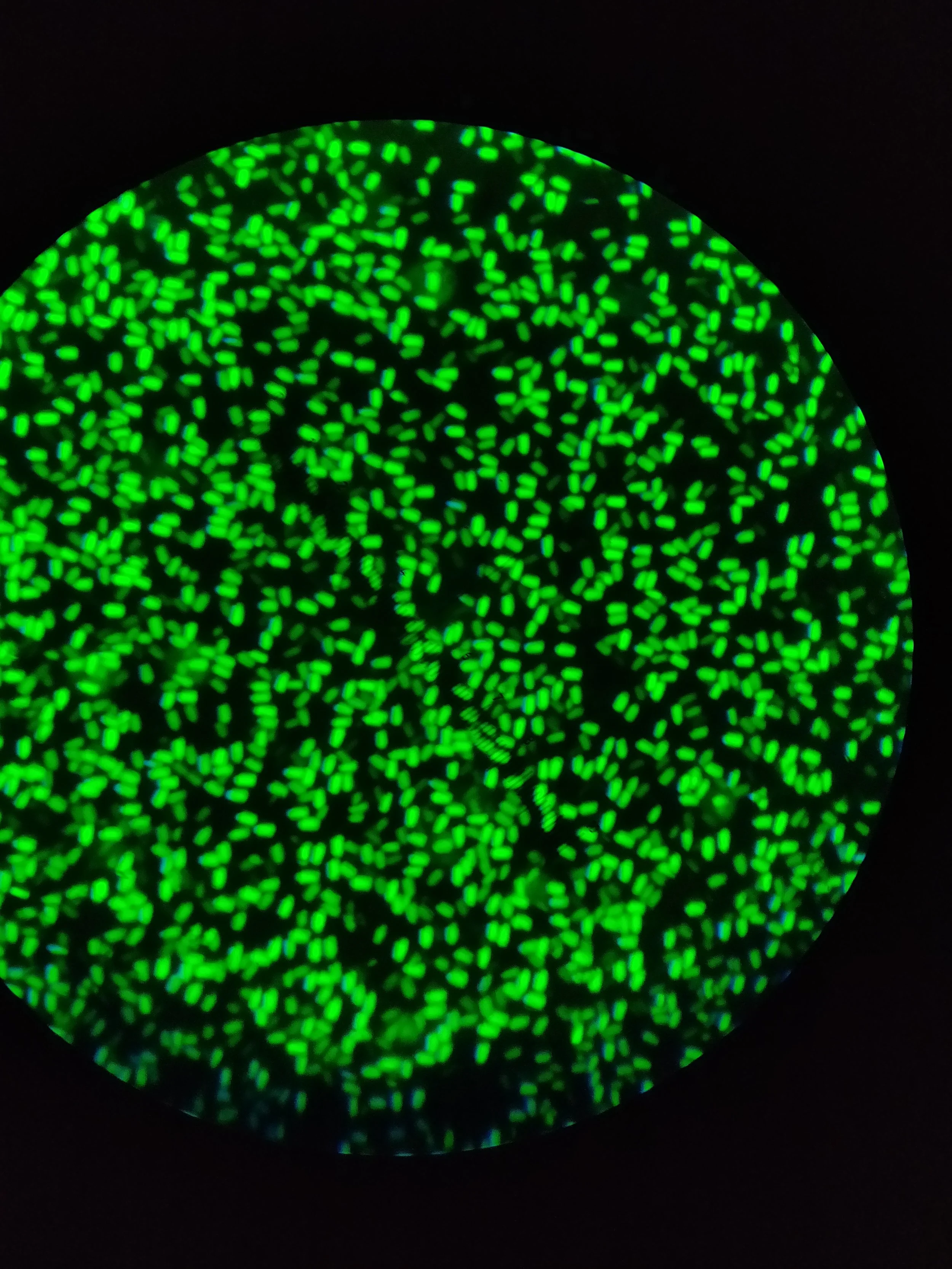 Photosystem II microcrystals under polarized light