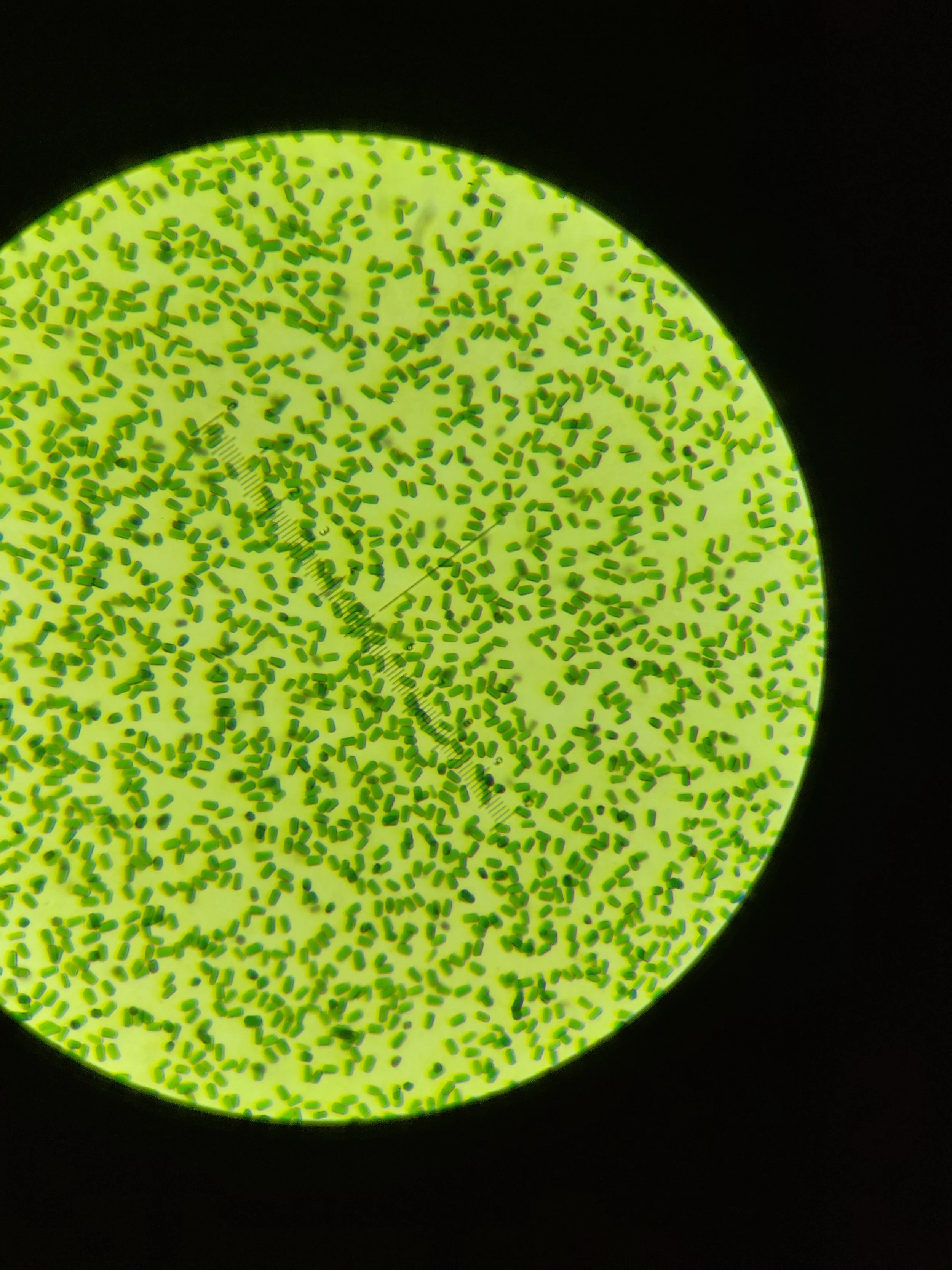 Photosystem II microcrystals