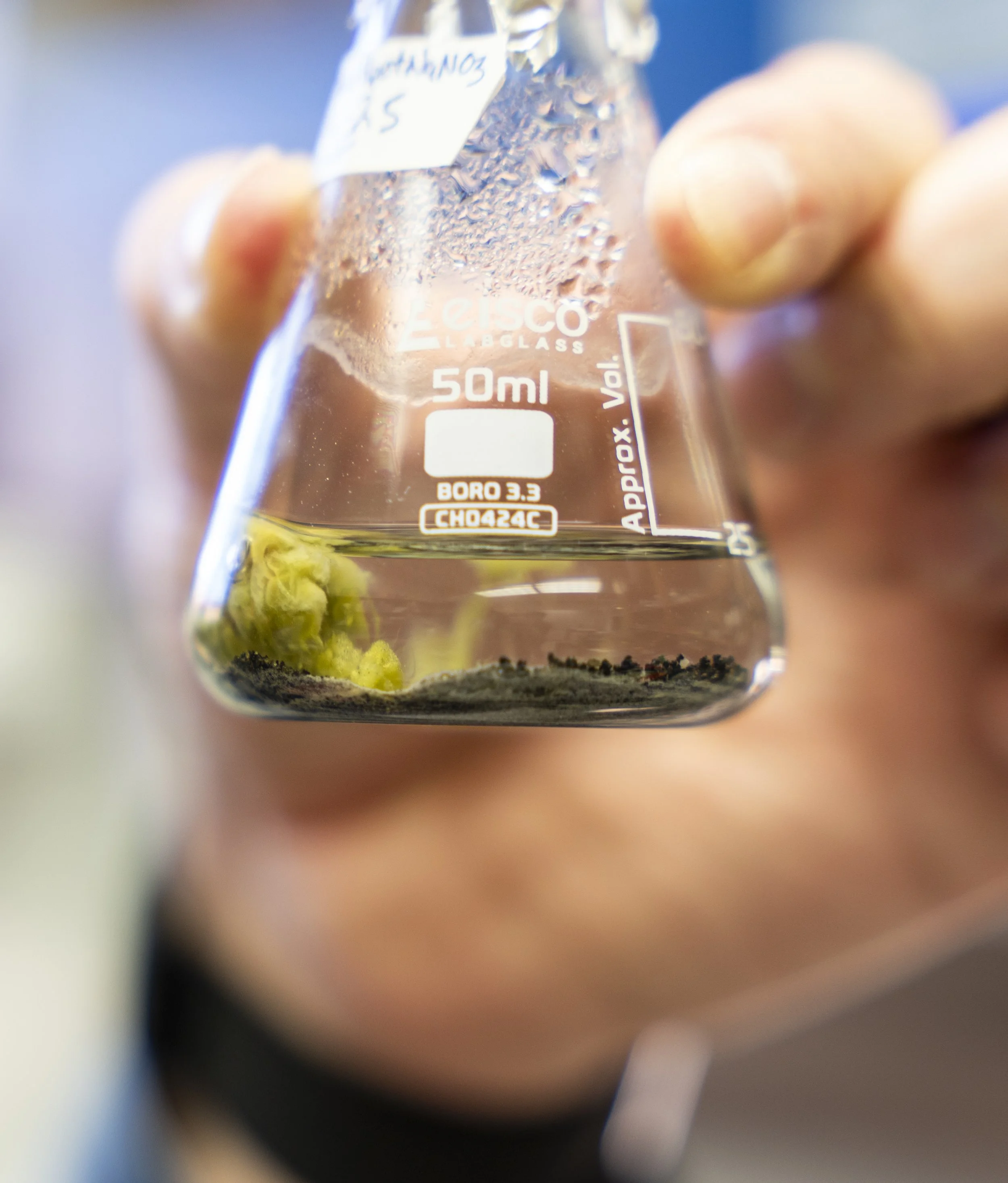 Cyanobacteria growing on lunar regolith!