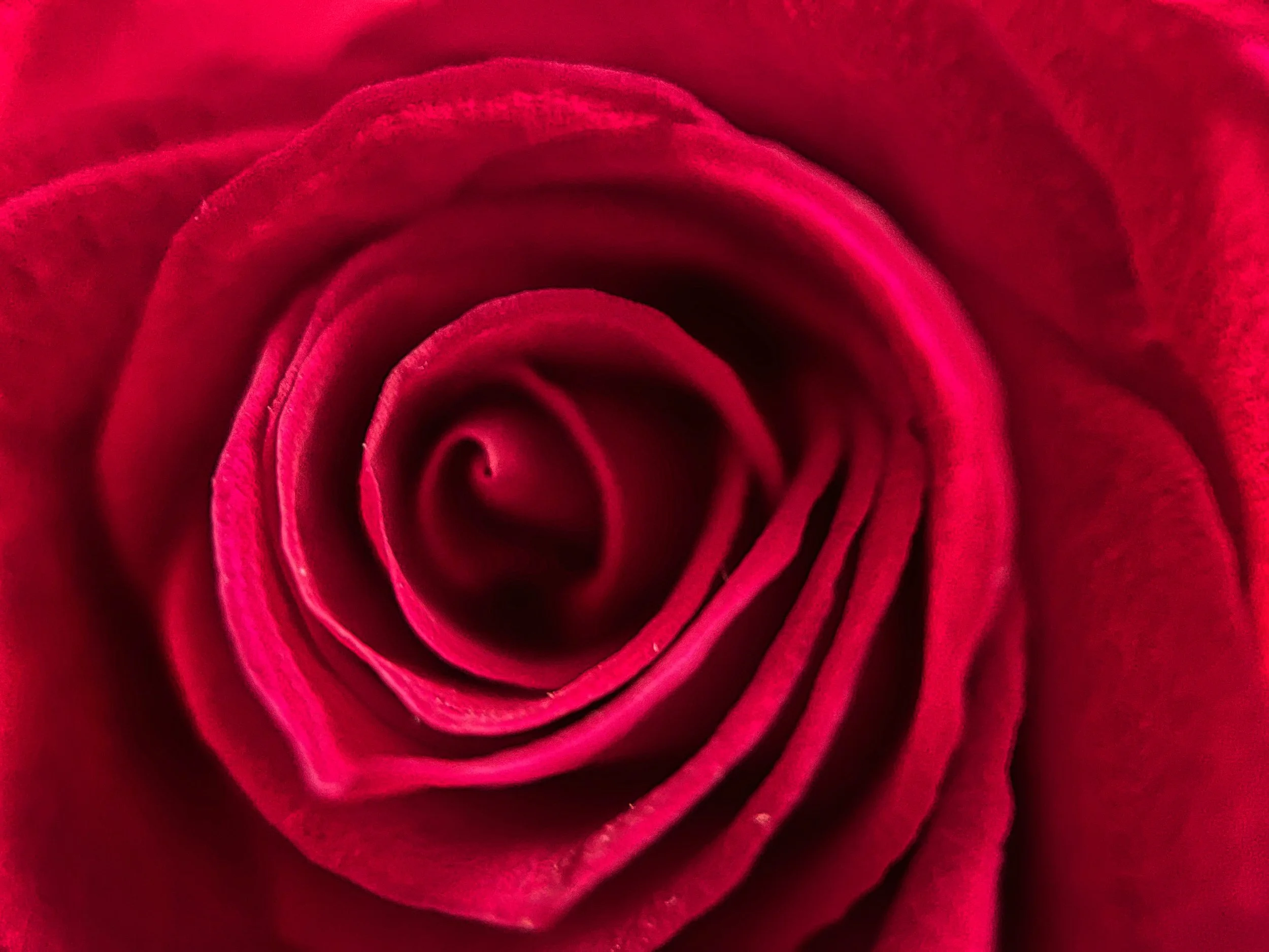Red Rose closeup.jpeg