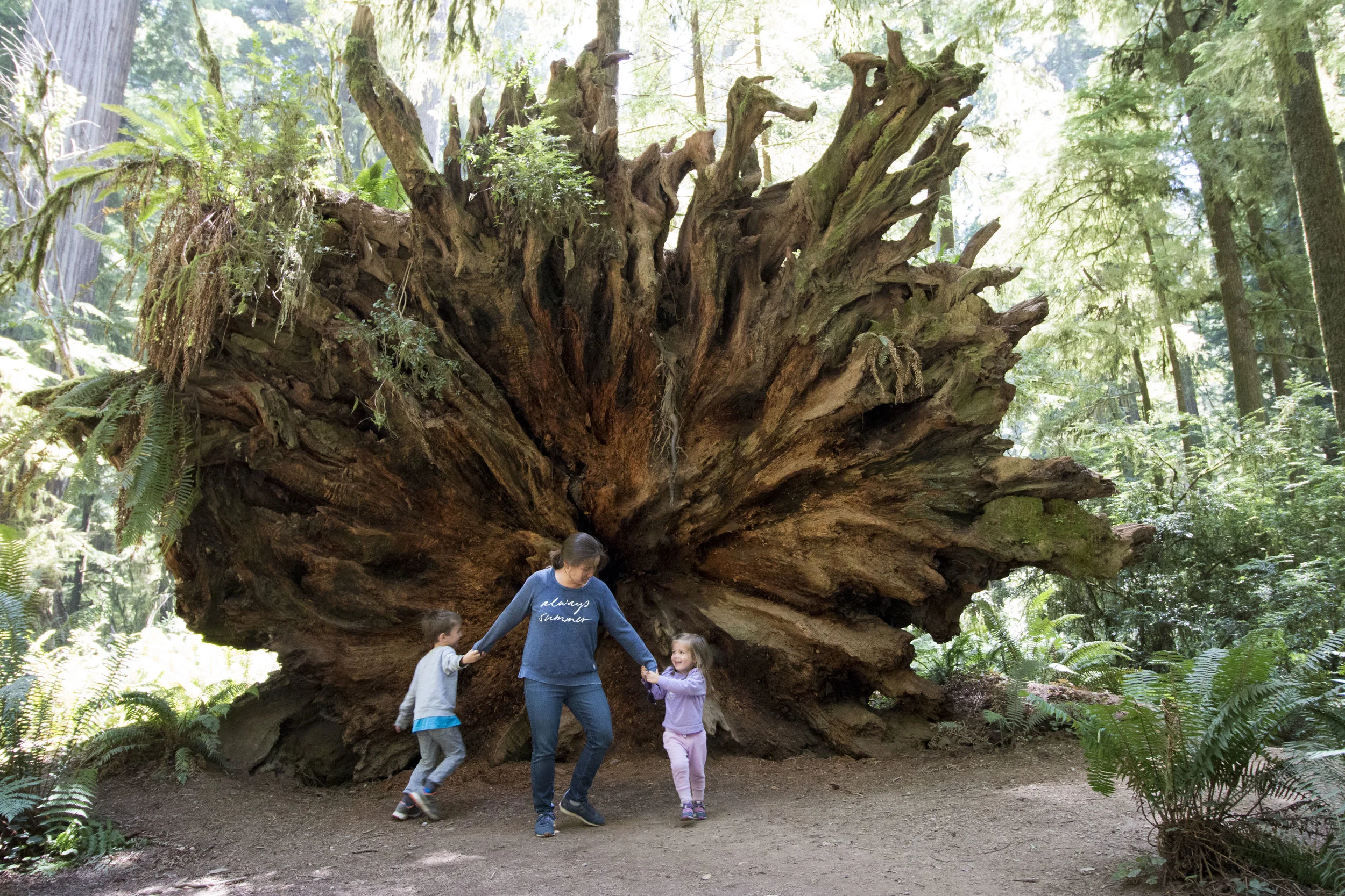 Northern California's land of wonder for young and old . . . Redwood National Park