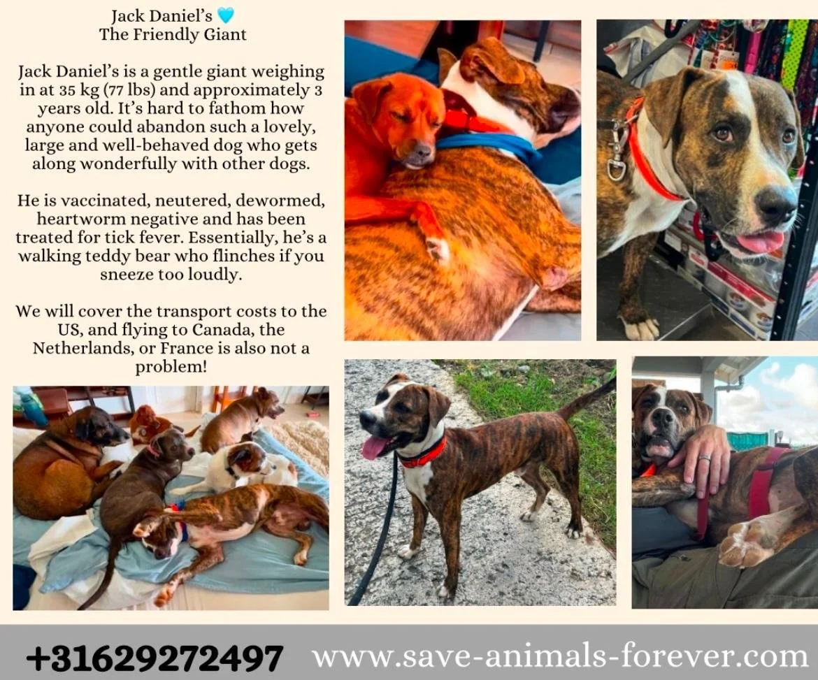 WhatsApp Image 2025-11-01 at 21.36.27.jpeg