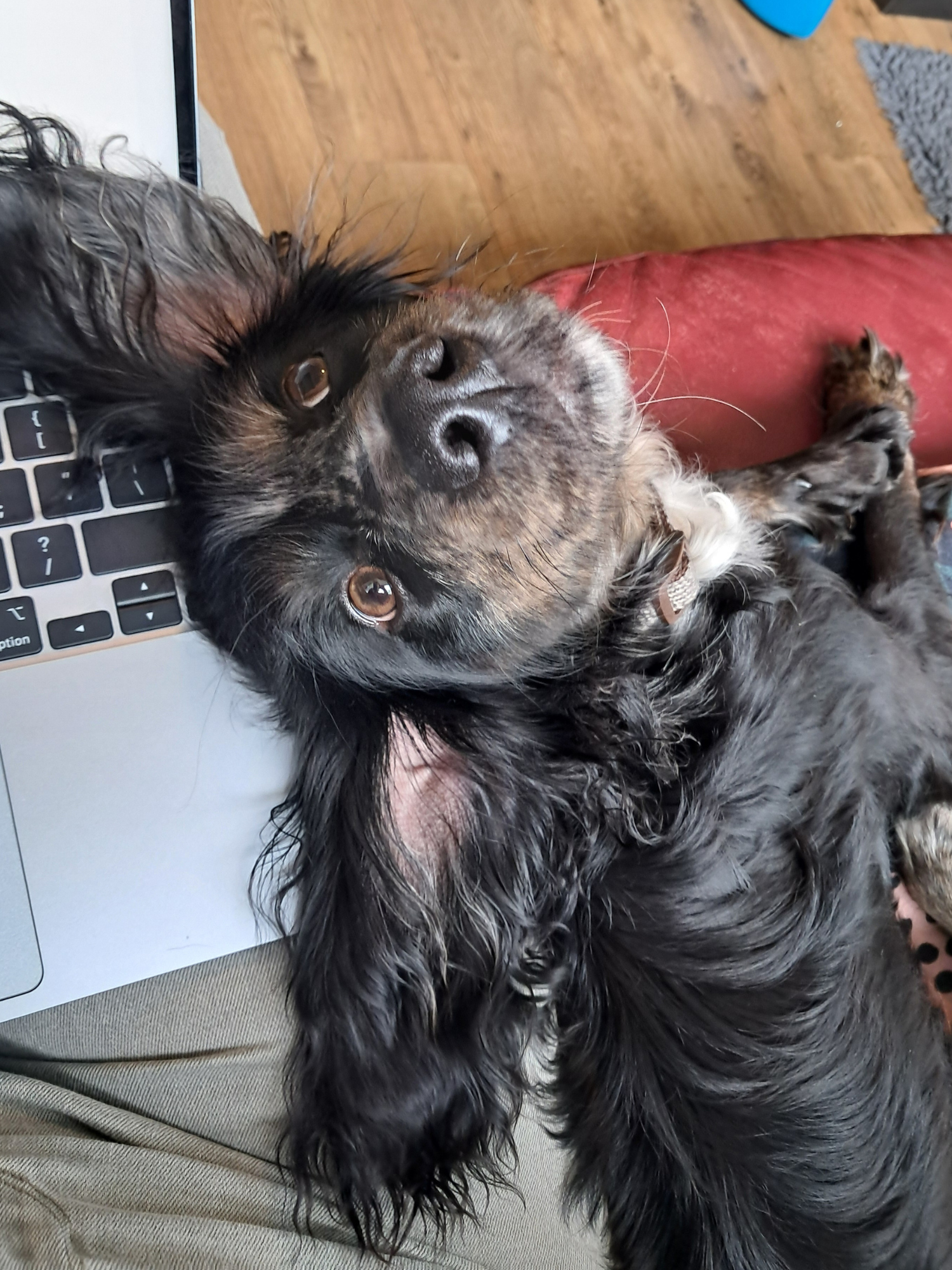 Cocker spaniel puppy rolling onto kathryn brown's lap while she works at her laptop as a virtual assistant