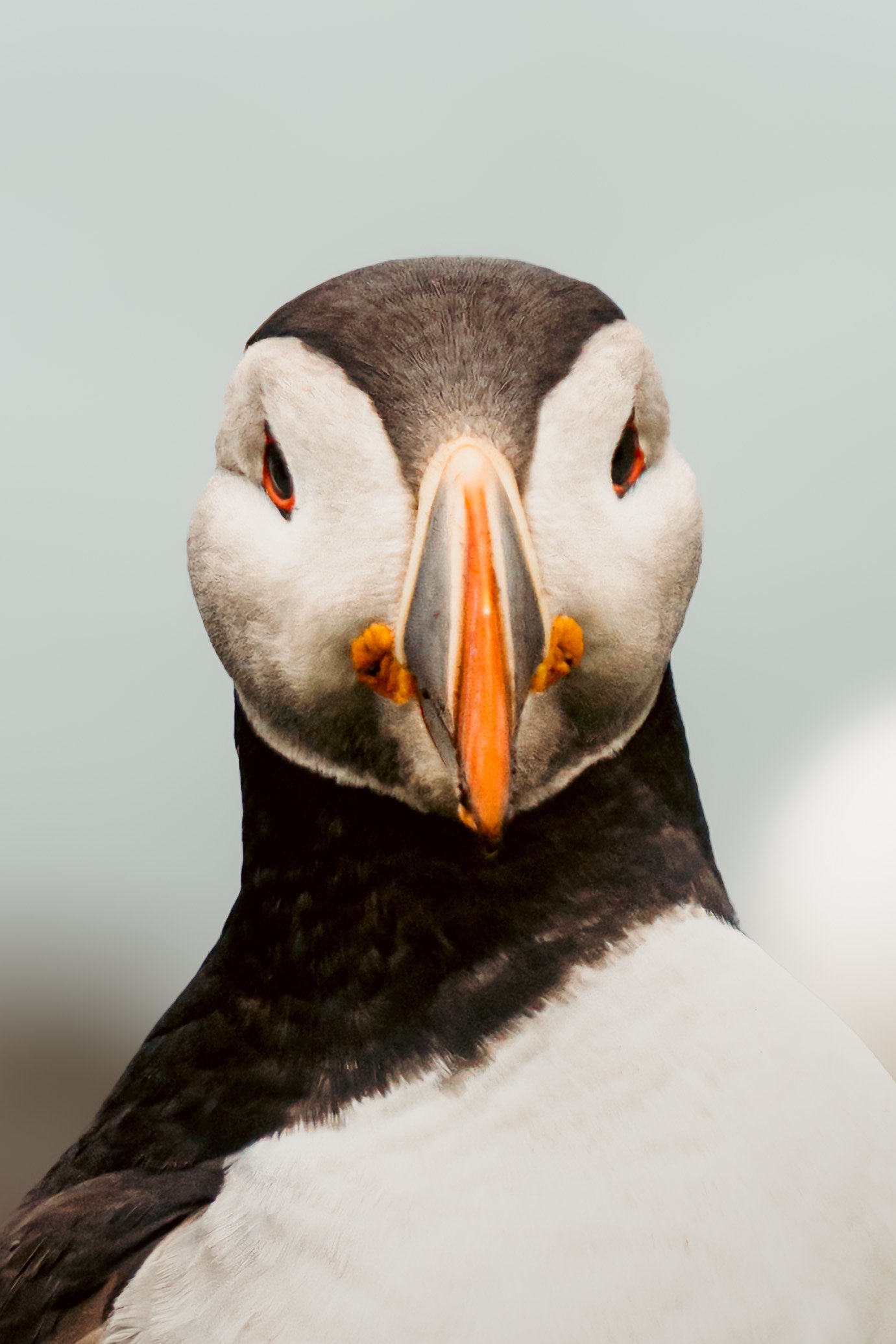 Puffin