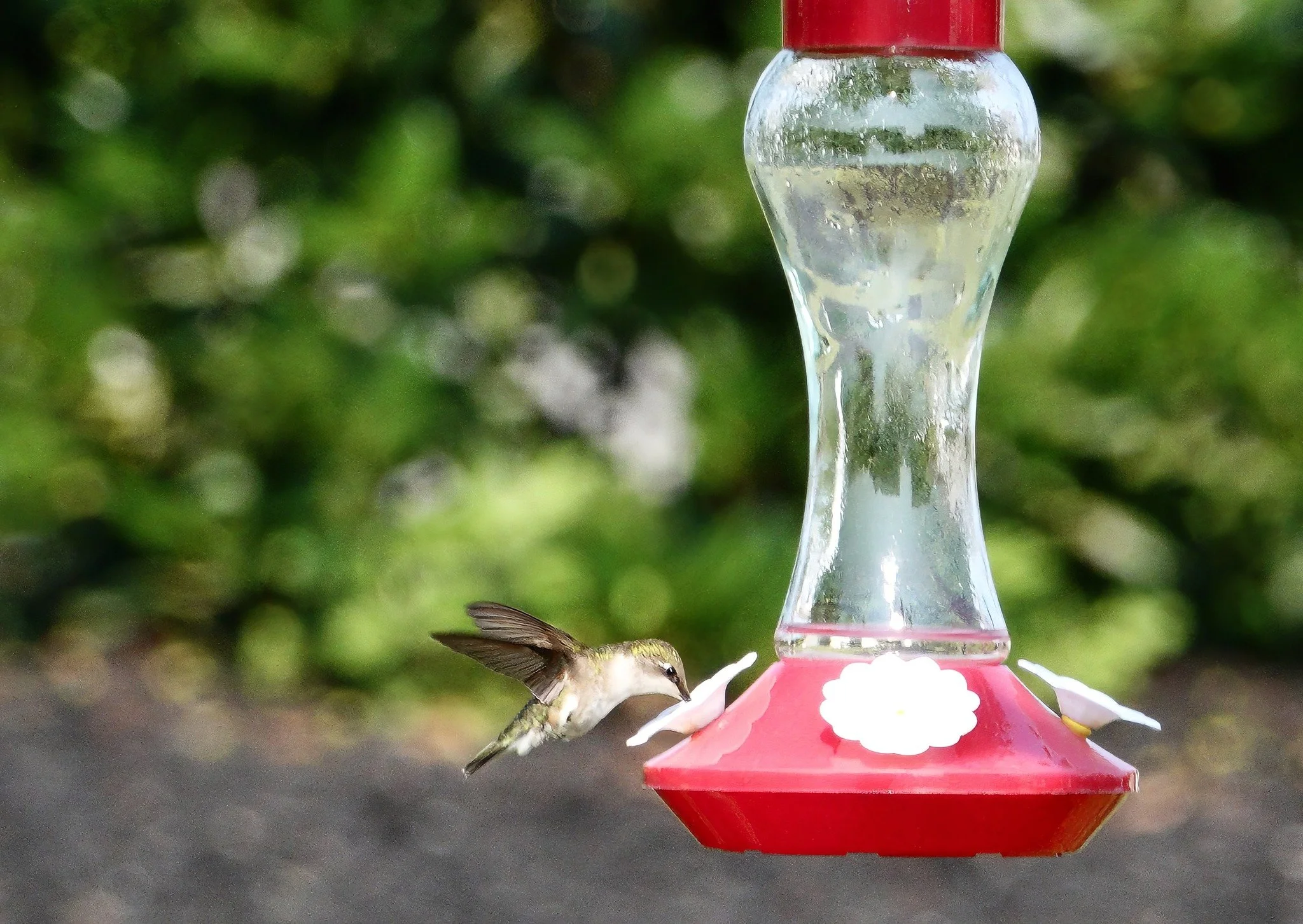 Hummingbird.jpg