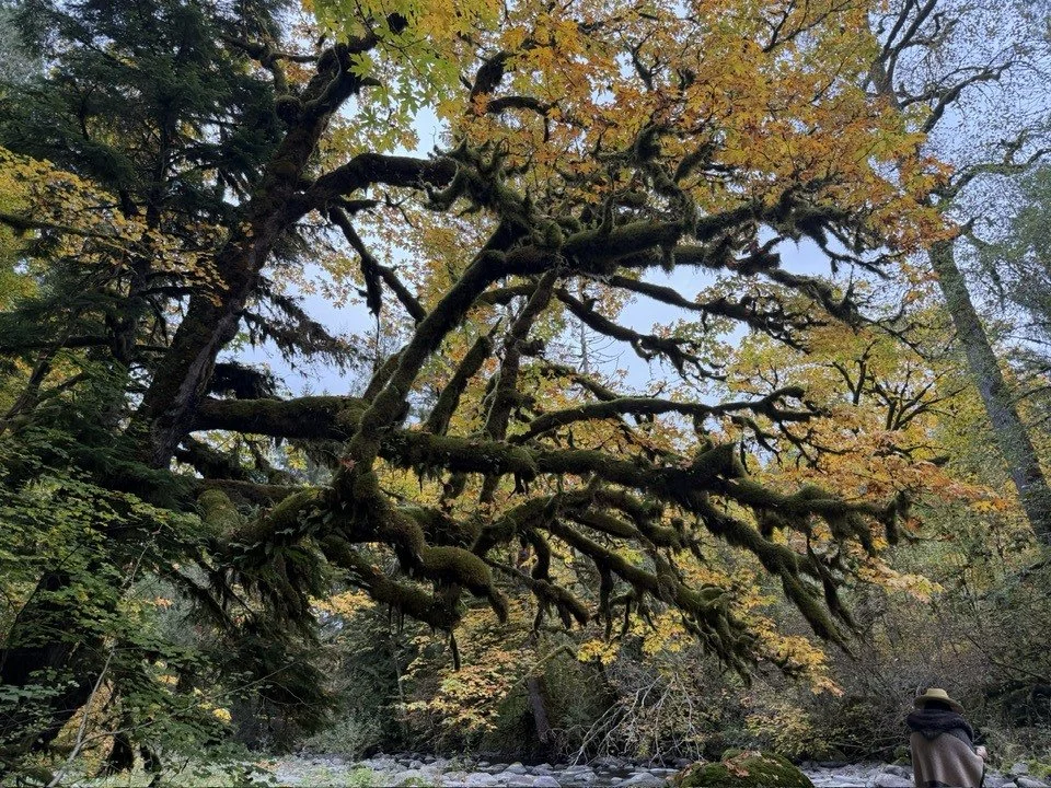 fall trees