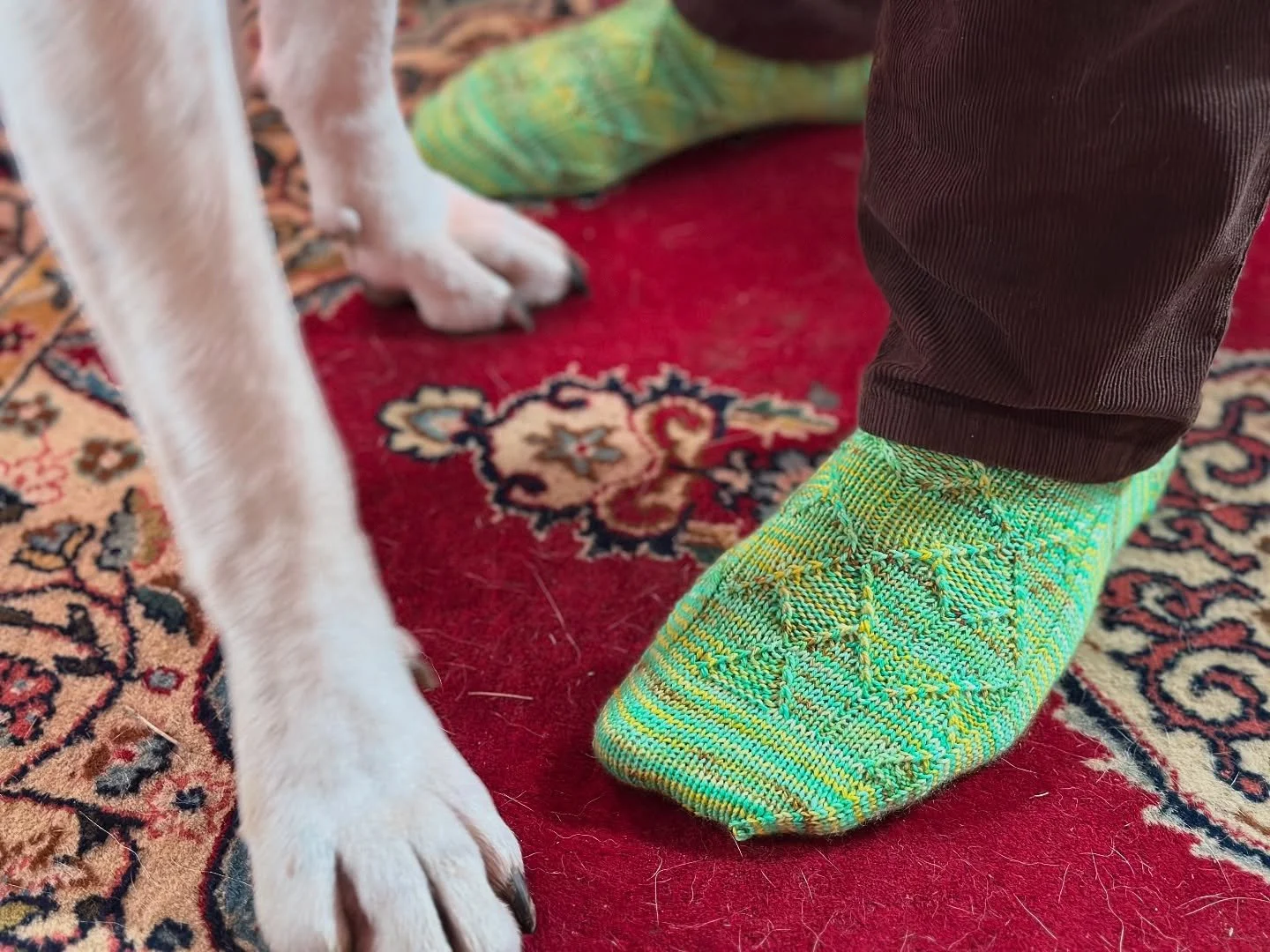 #twincinema socks for ultimate buddy @earleyjimmy ~ modeled with his bff essie 👼

socks knit in Maps Yarn Luxe Sock in Twin Cinema, named after Jimmy&rsquo;s favorite @thenewpornographers album, of course!