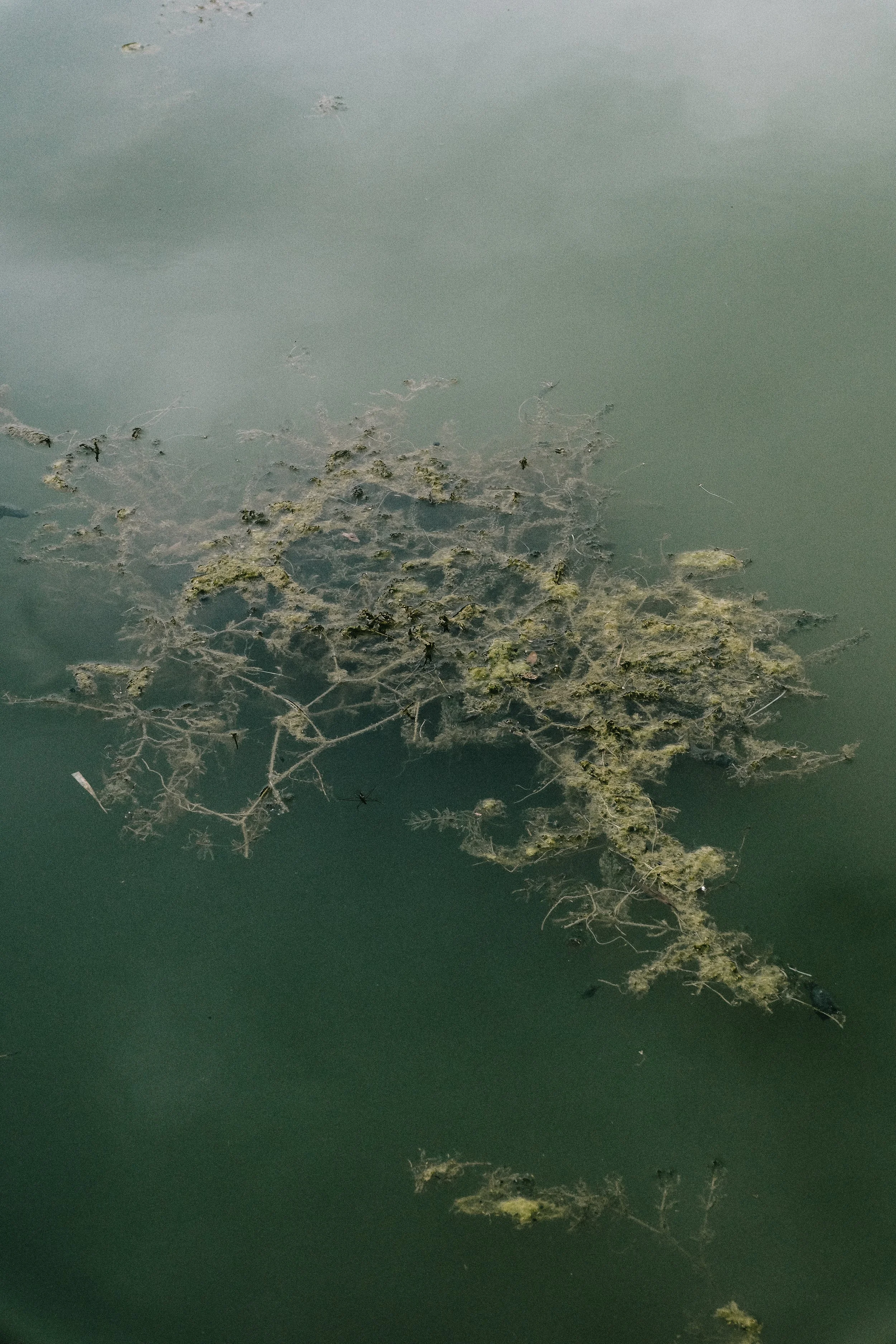 Water with floating algae, plants, and debris.
