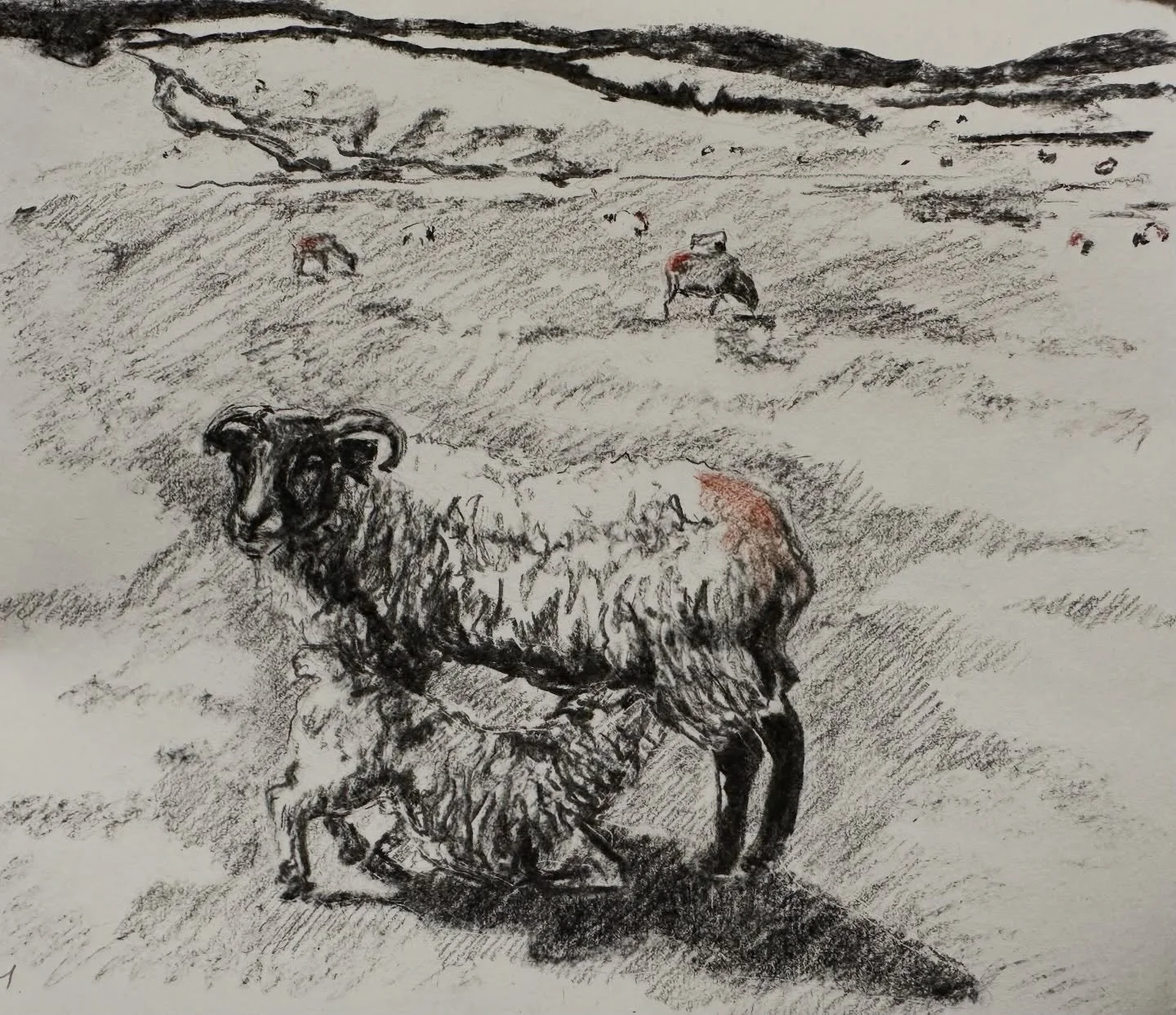 Pentlands Ewe and Lamb
Charcoal and conte on washi
21x26cm
2026

#charcoaldrawing #artist #landscape #pentlands