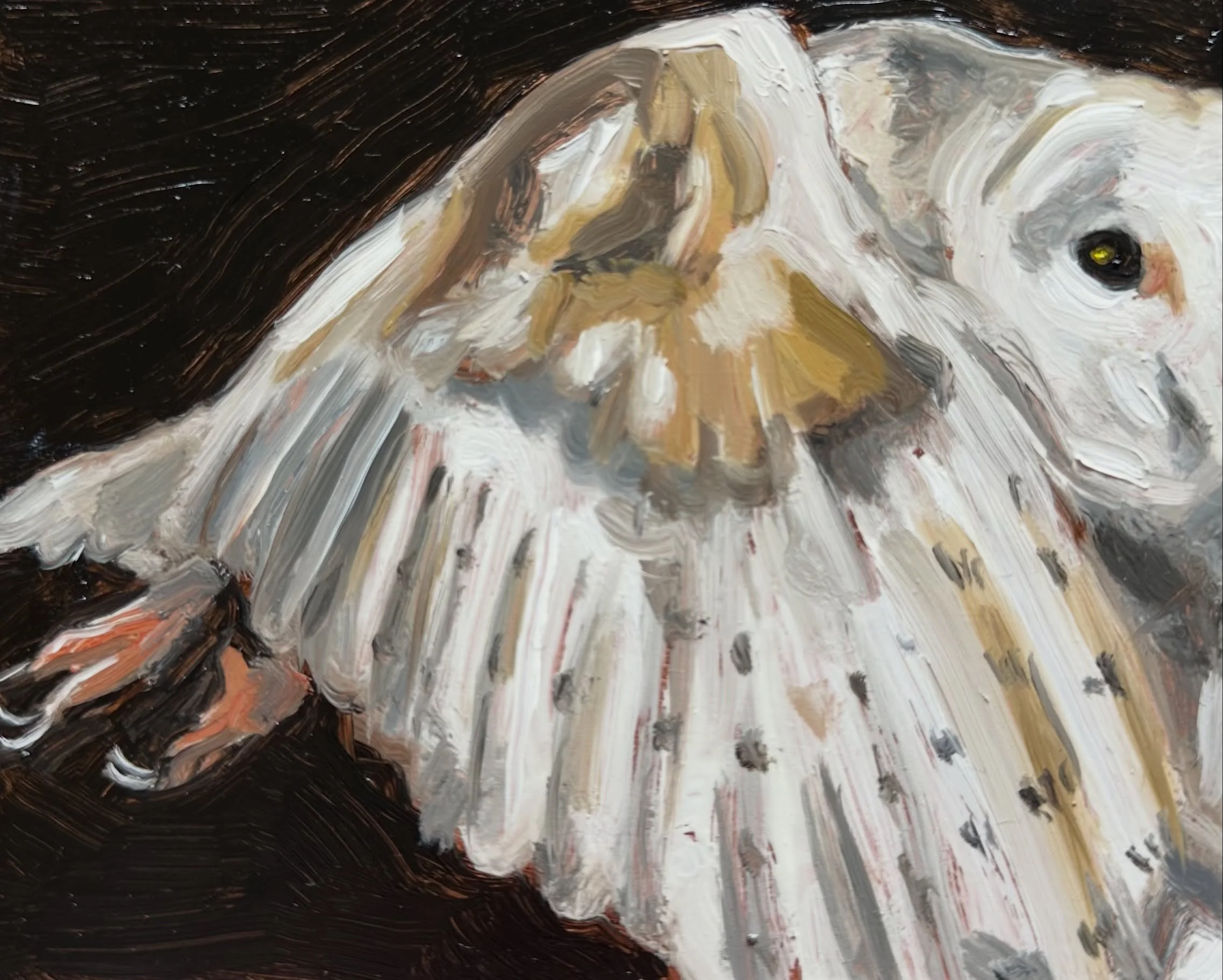 Untitled
Oils on copper
10x12.5cm unframed 
2026 

#wildlifeartist #oilpainting