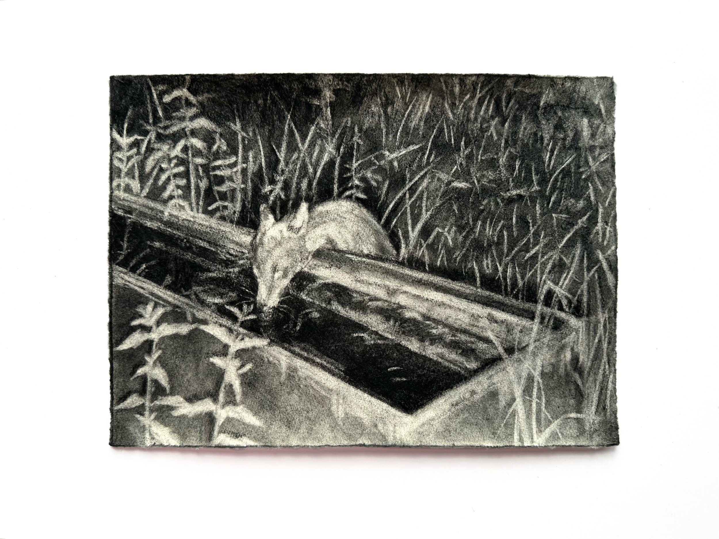 The Frequent Visitor 
Charcoal on washi 
21.5x30cm
2026

#drawing #charcoal #charcoaldrawing