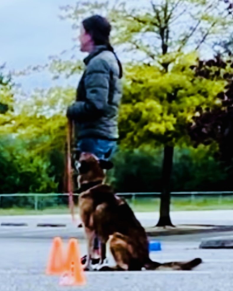 Obedience Courses.