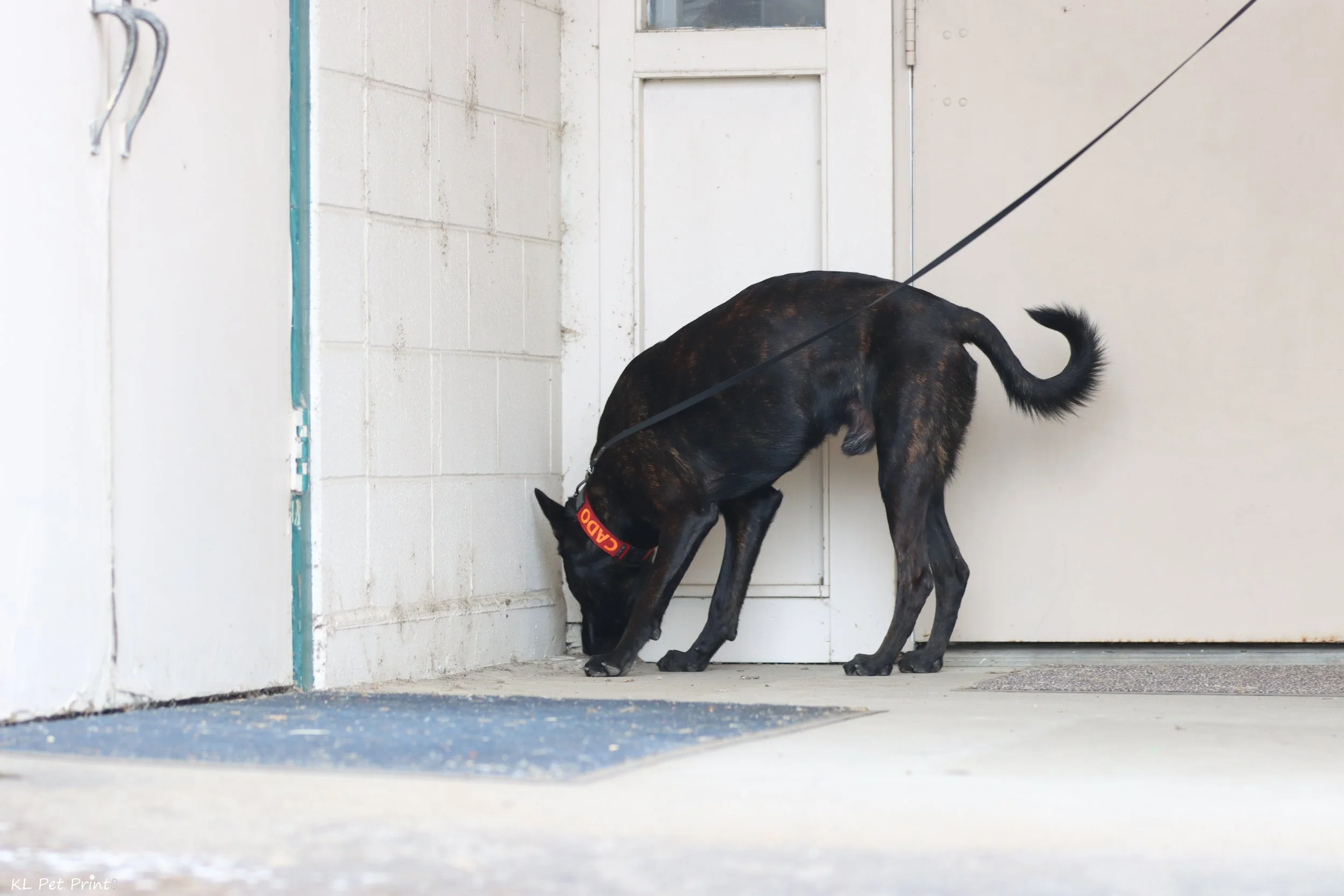 GAME NIGHT -  Intro to Scent Work