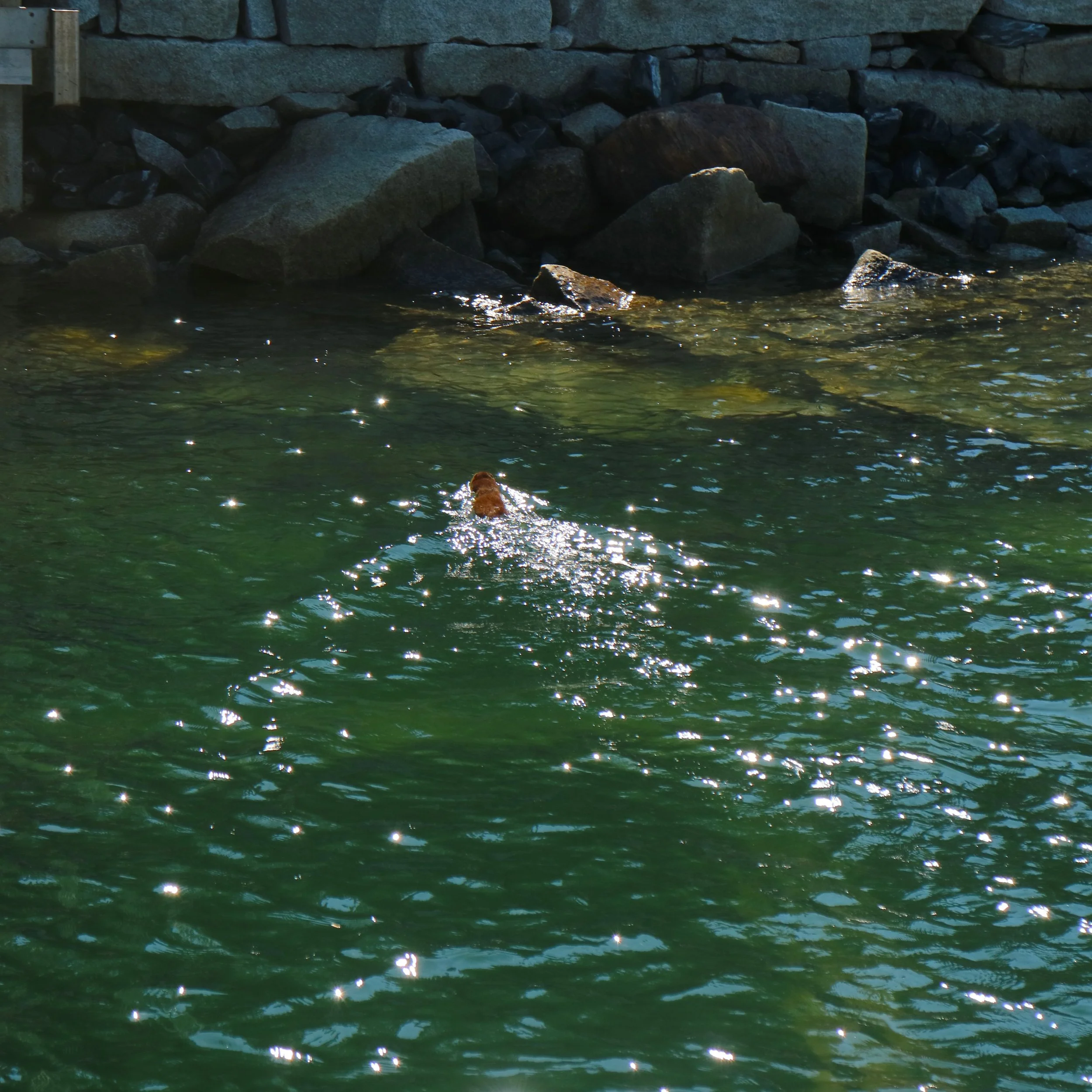 Next time you're on the dock, keep an eye out for Perry the Mink!
